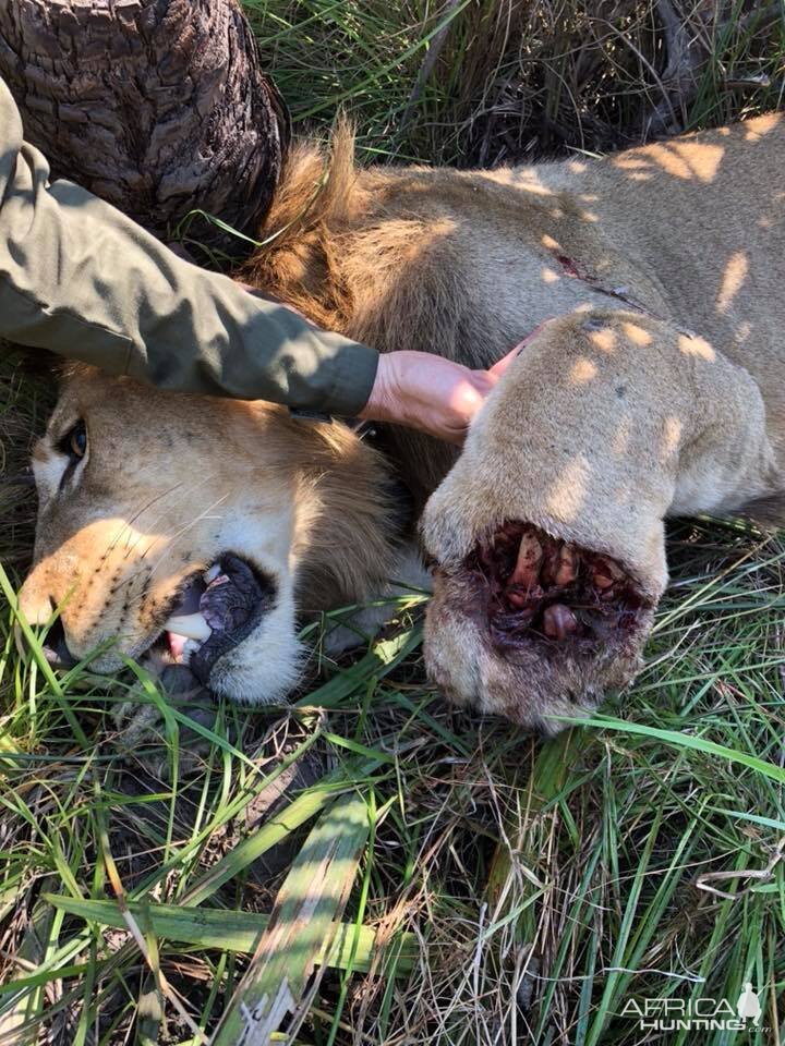 Twenty Four Lions reintroduced to Zambeze Delta of Mozambique