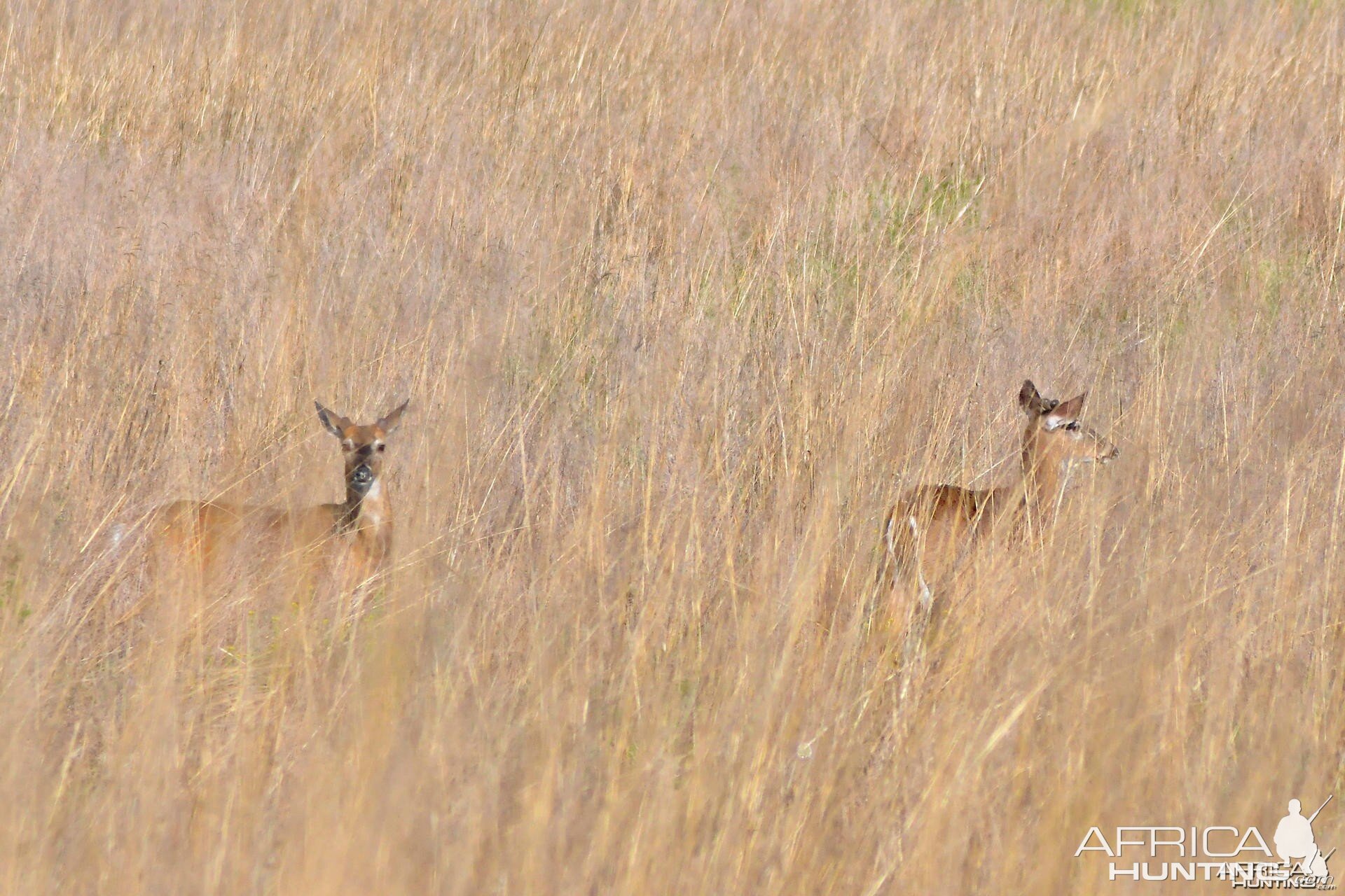Two beautiful, yearling bucks resting after play-fighting in a field, US