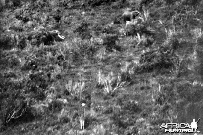 Two Big Tuskers in Equatorial East Africa, circa 1920