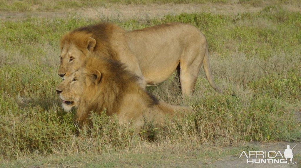 Two lions in Tanzania