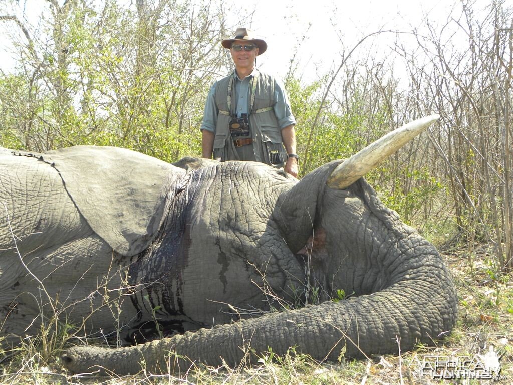 Typical own use or non trophy Elephant Nambia