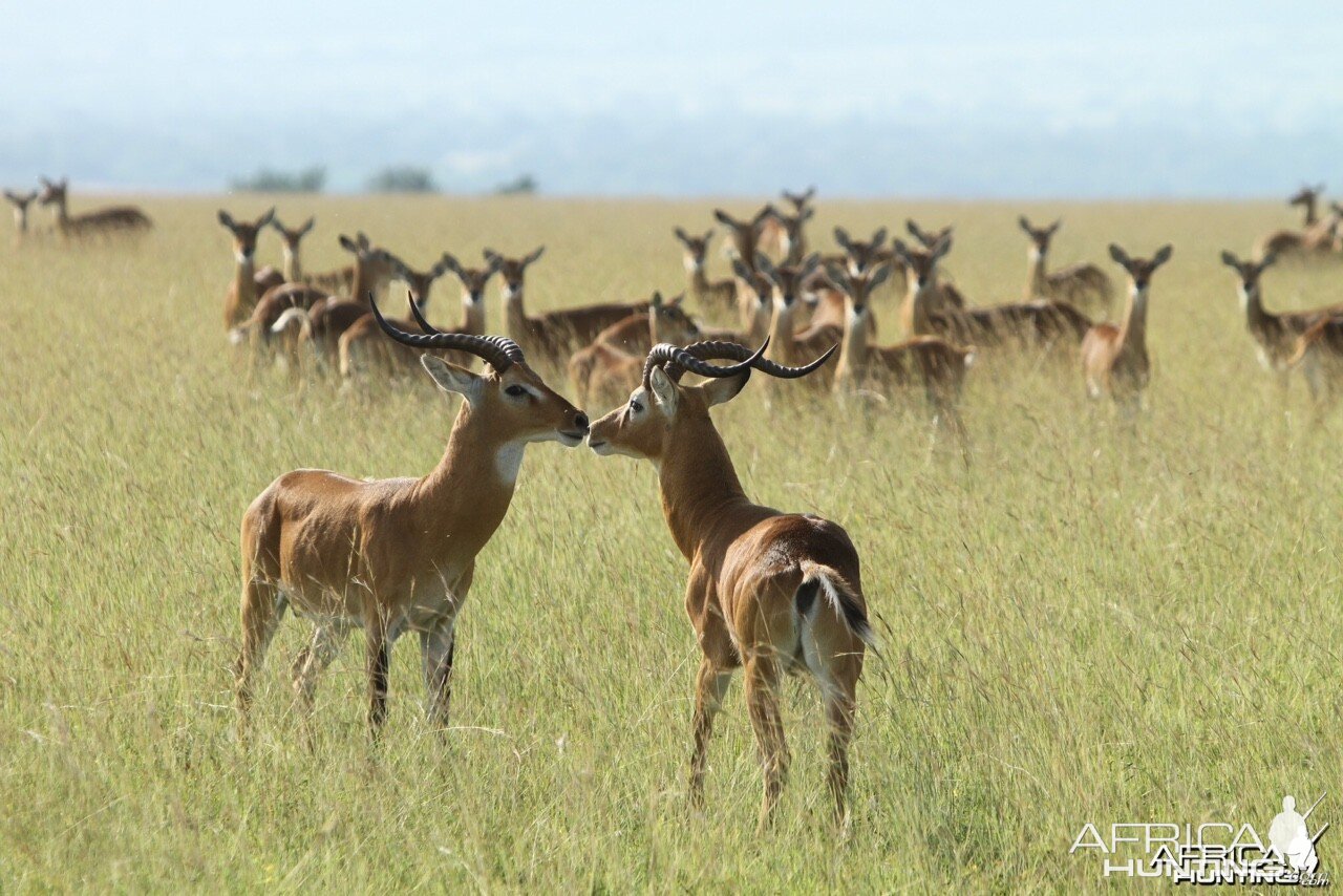 Uganda Kob n Uganda with Bruce Martin of Lake Albert Safaris