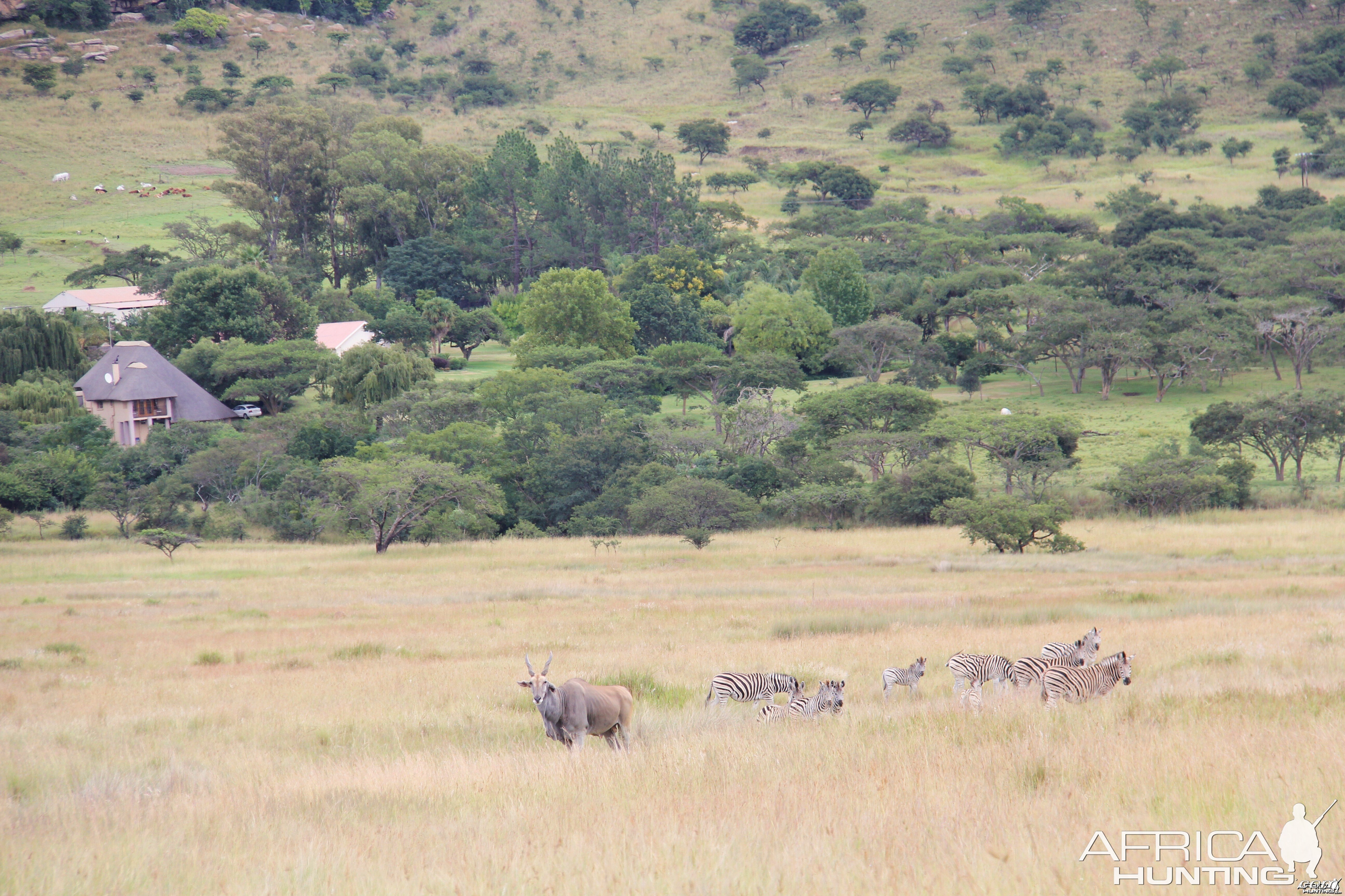 Umdende Clayton Comins Hunting Safaris