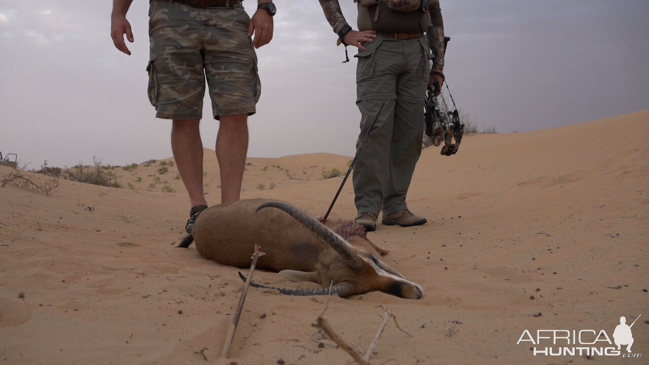 United Arab Emirates Bow Hunt Mountain Gazelle