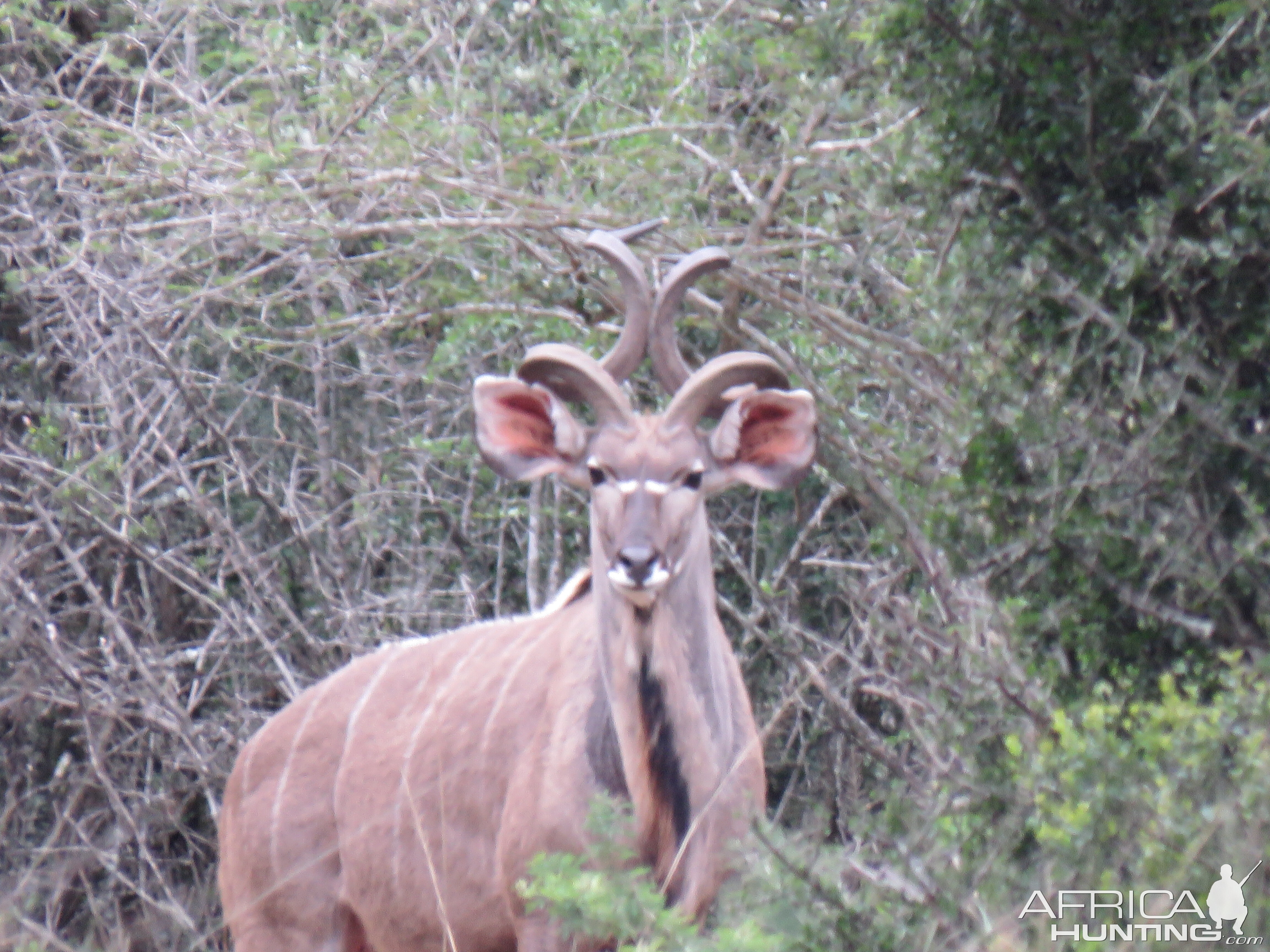 unusual curls on this bull