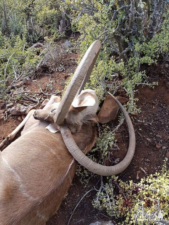 Unusual Kudu Trophy