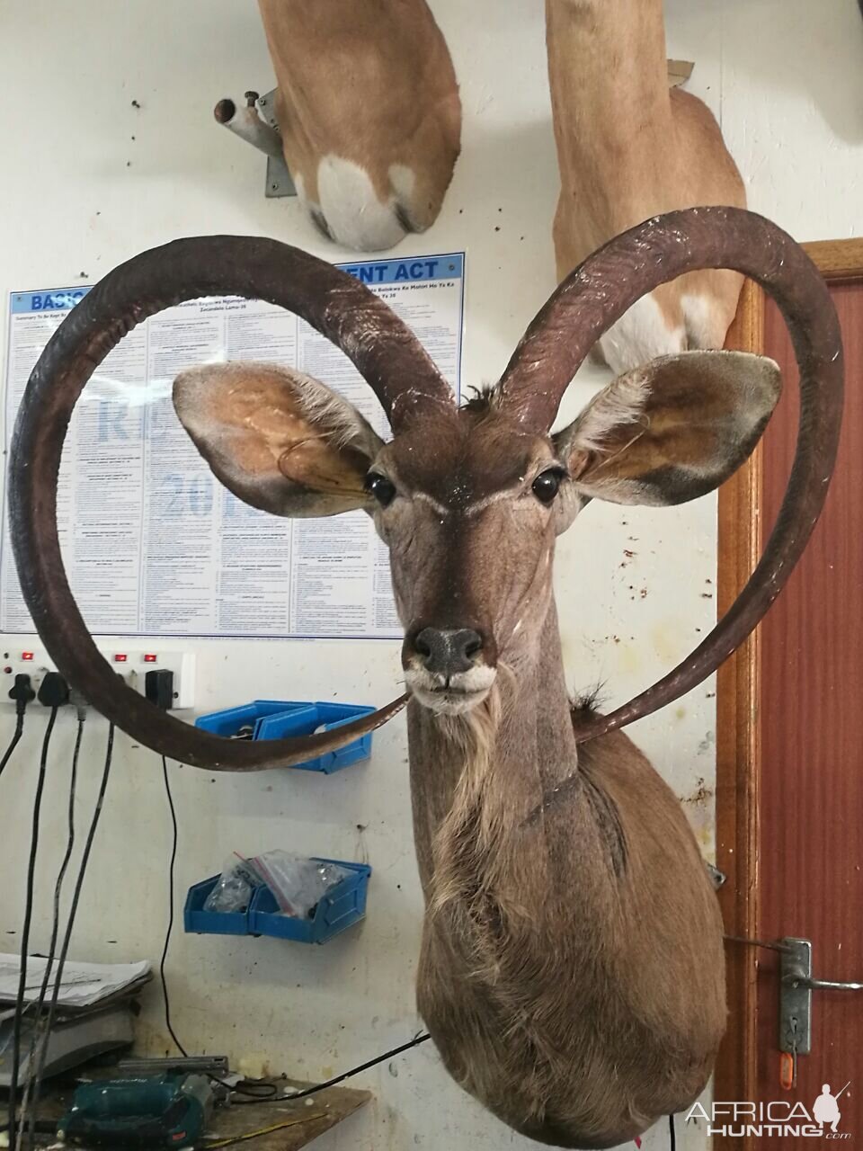 Unusual Kudu Trophy