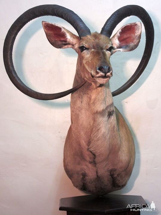 Unusual Kudu Trophy