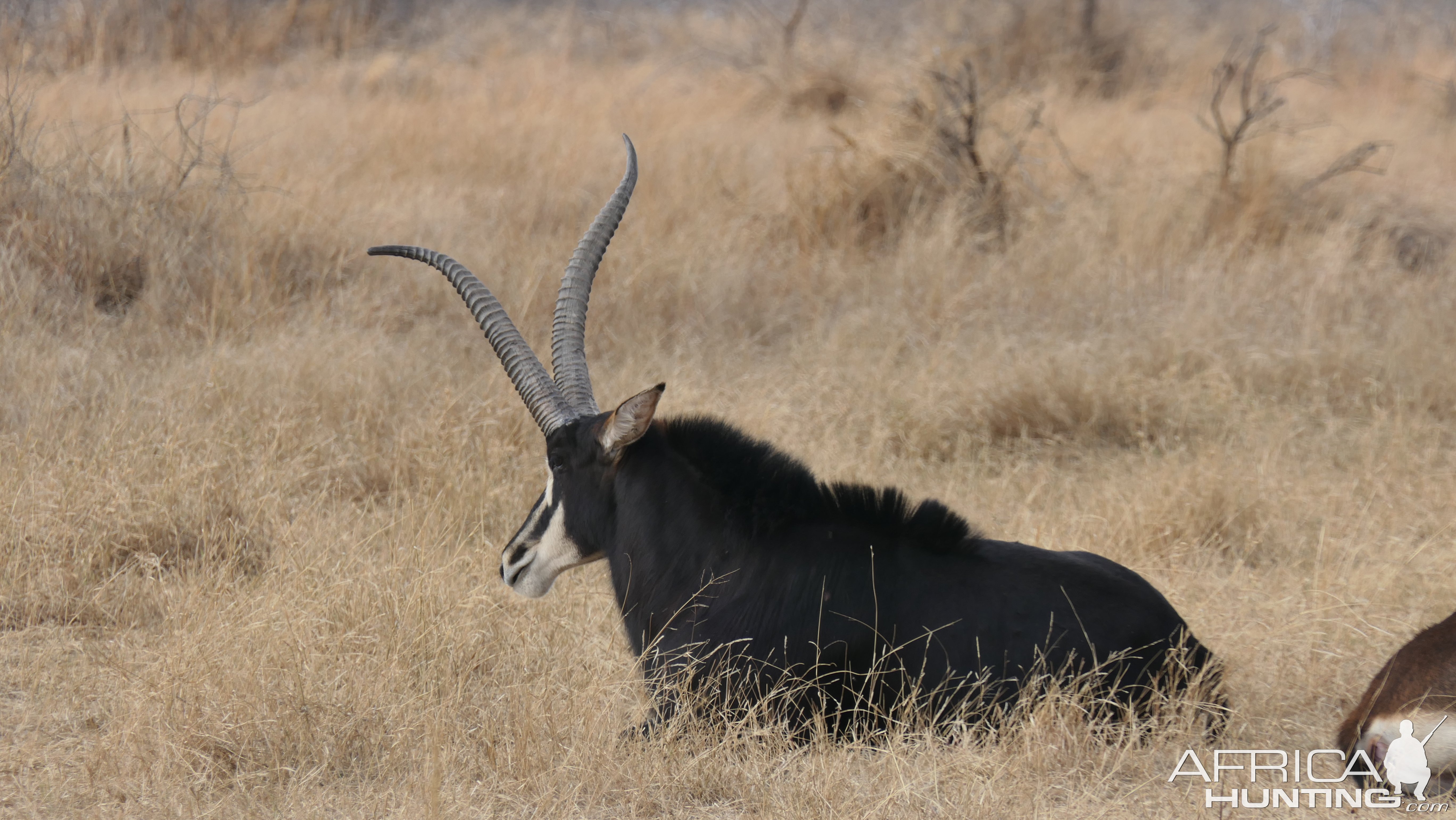 Unusual Sable South Africa