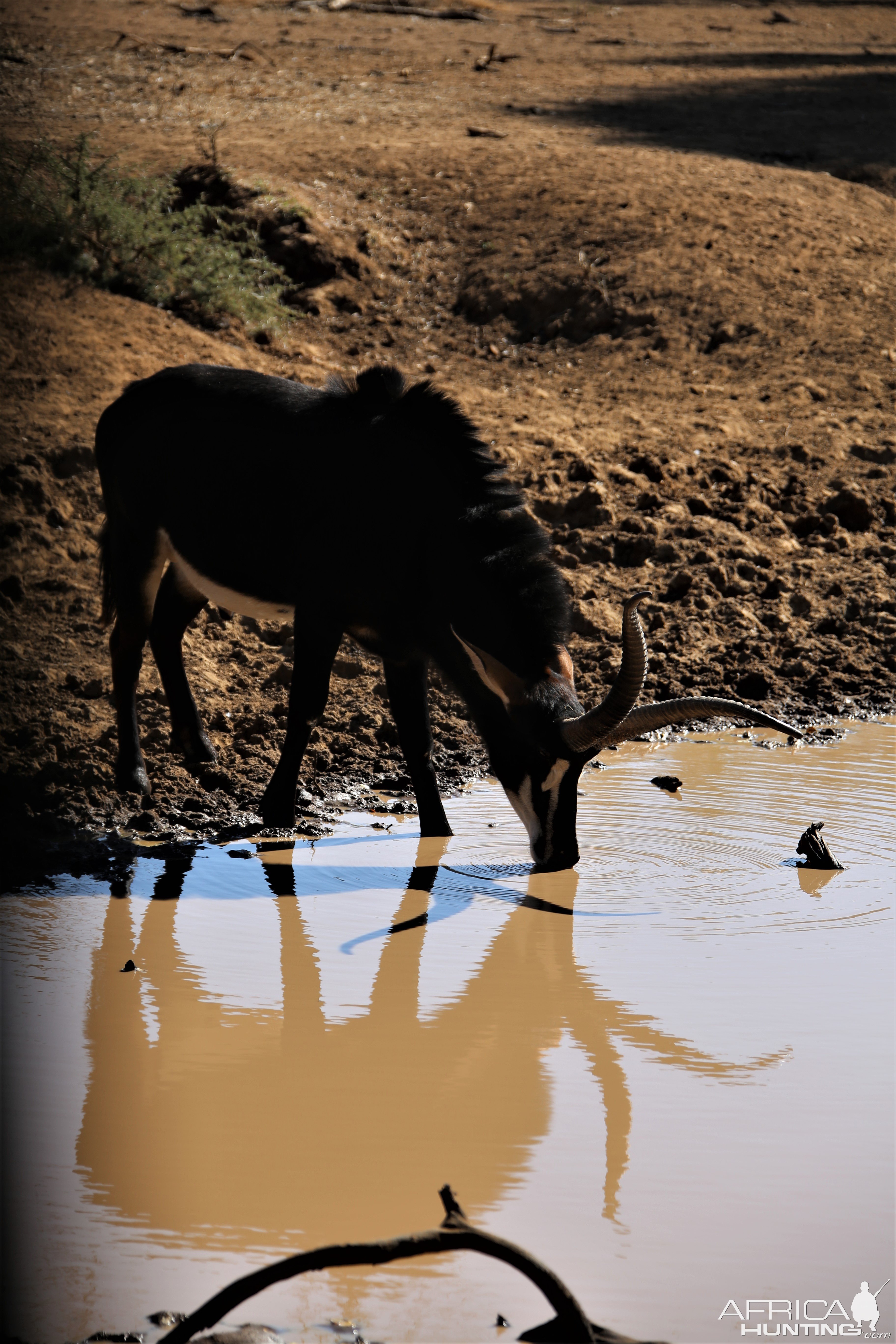 Unusual Sable South Africa