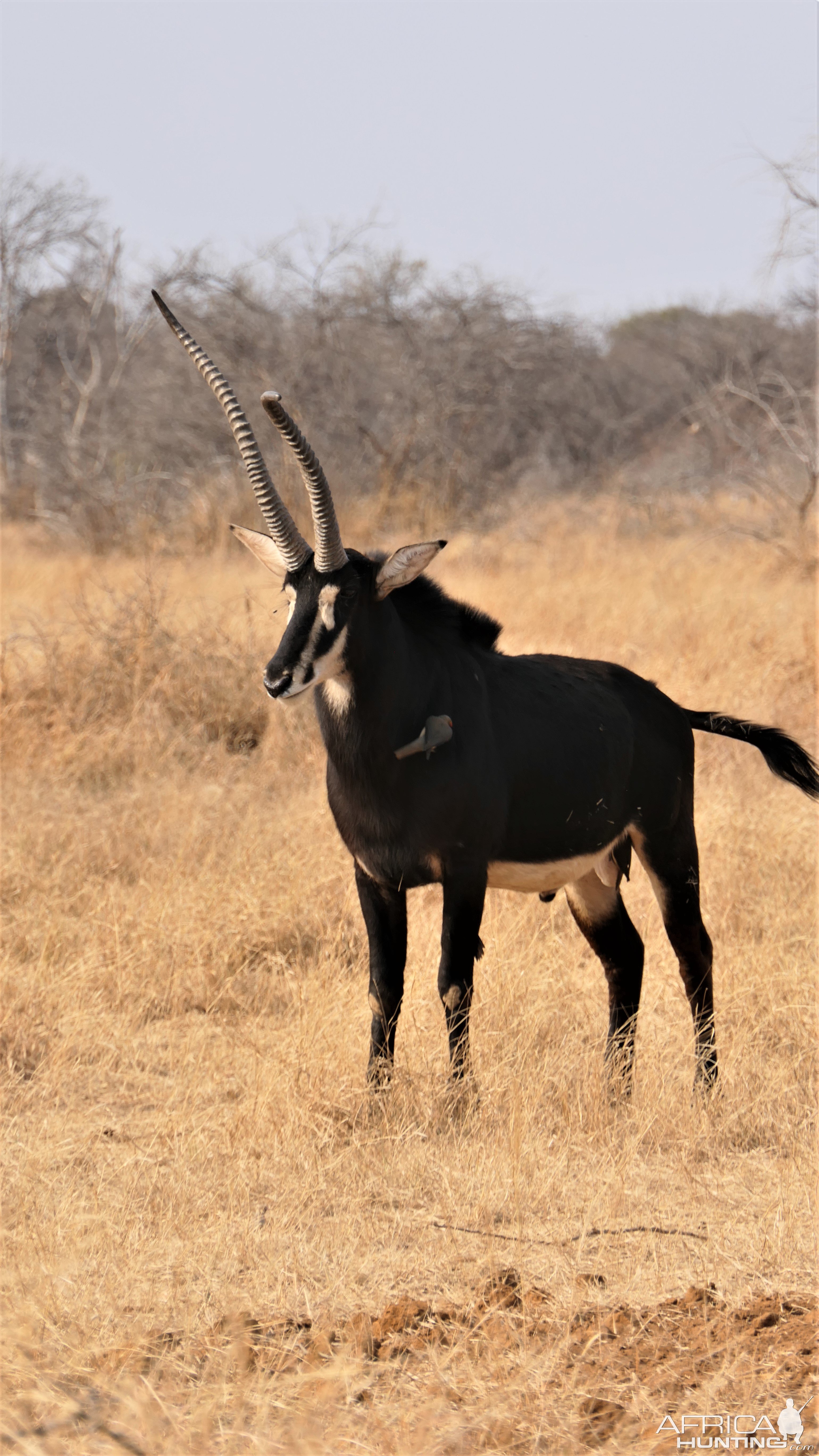 Unusual Sable South Africa