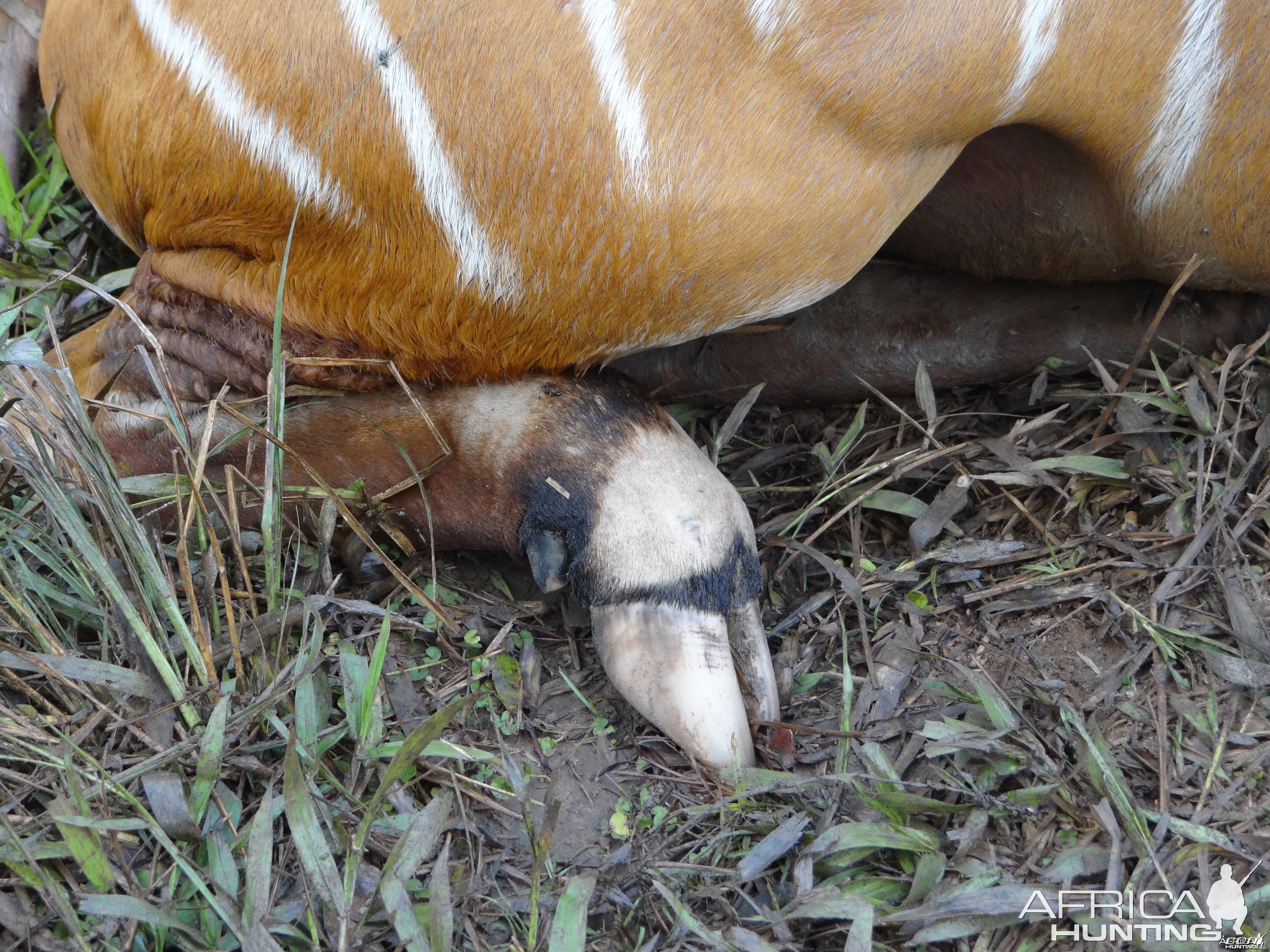 Unusual white hooves on a Bongo