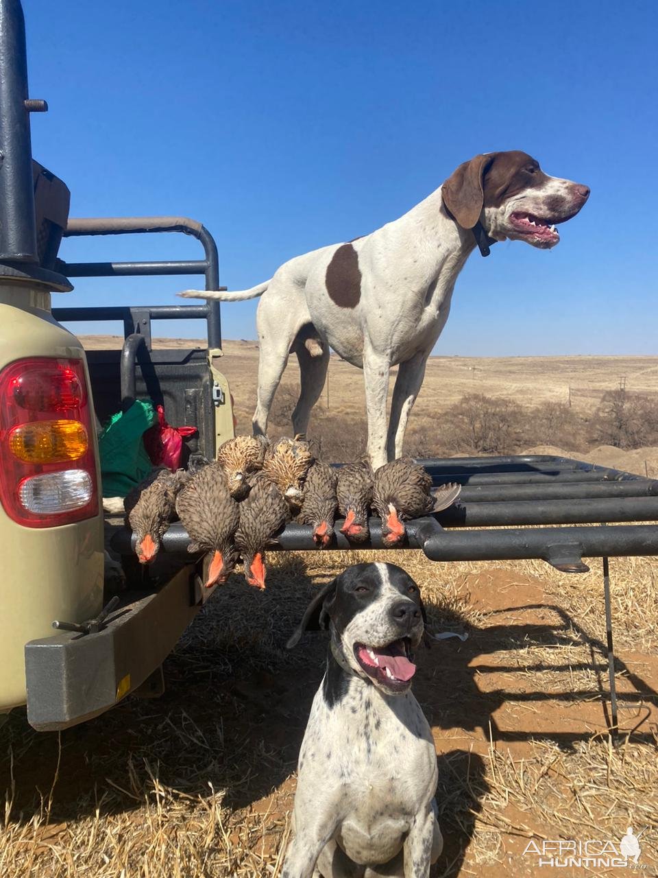 Upland bird hunting over Pointers South Africa