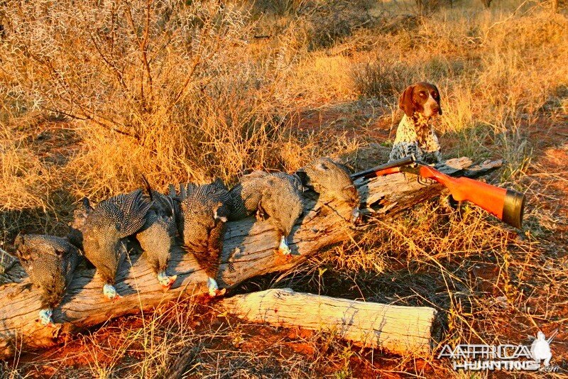 Upland Bird Hunts ~ South Africa