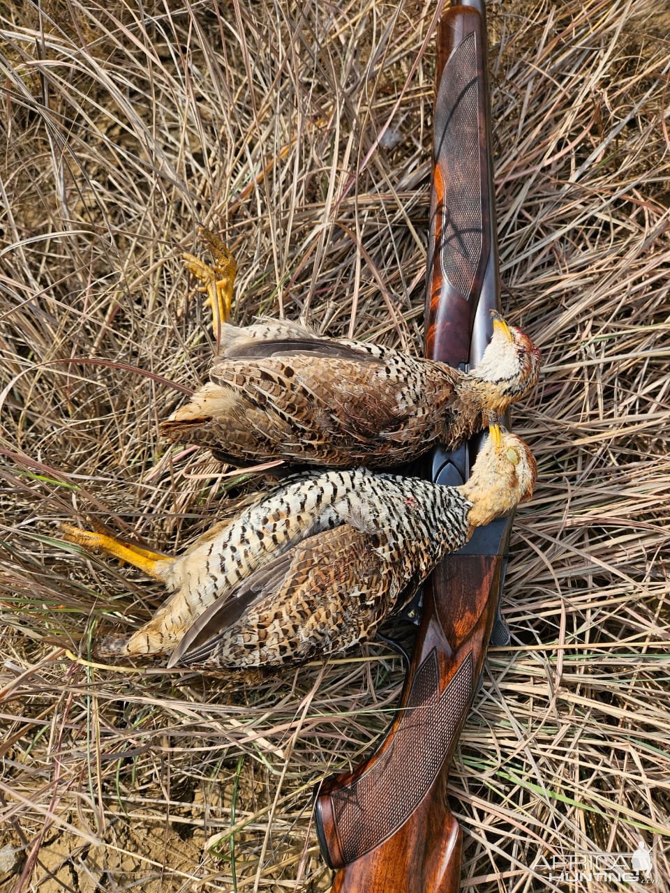 Upland bird shooting South Africa