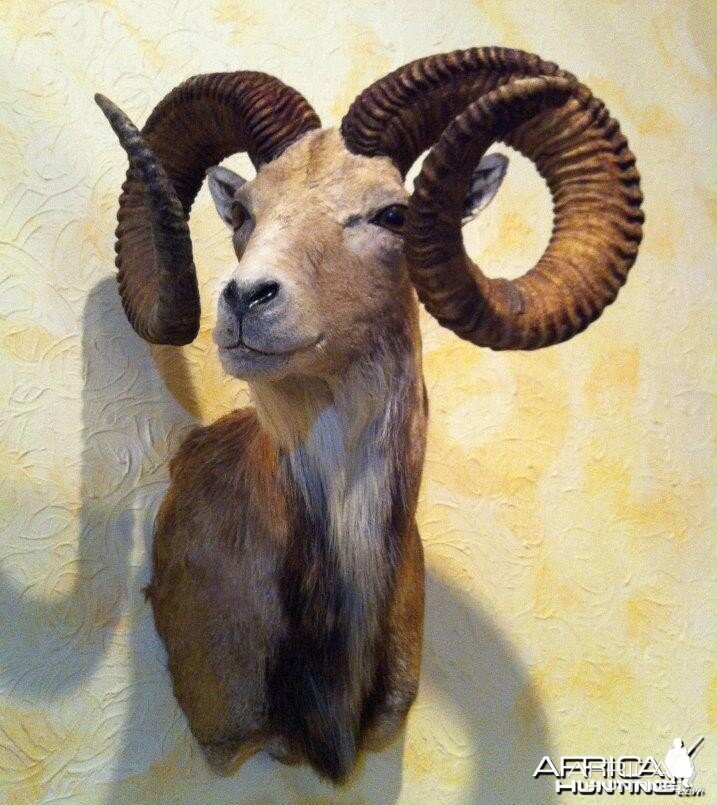 Urial ram