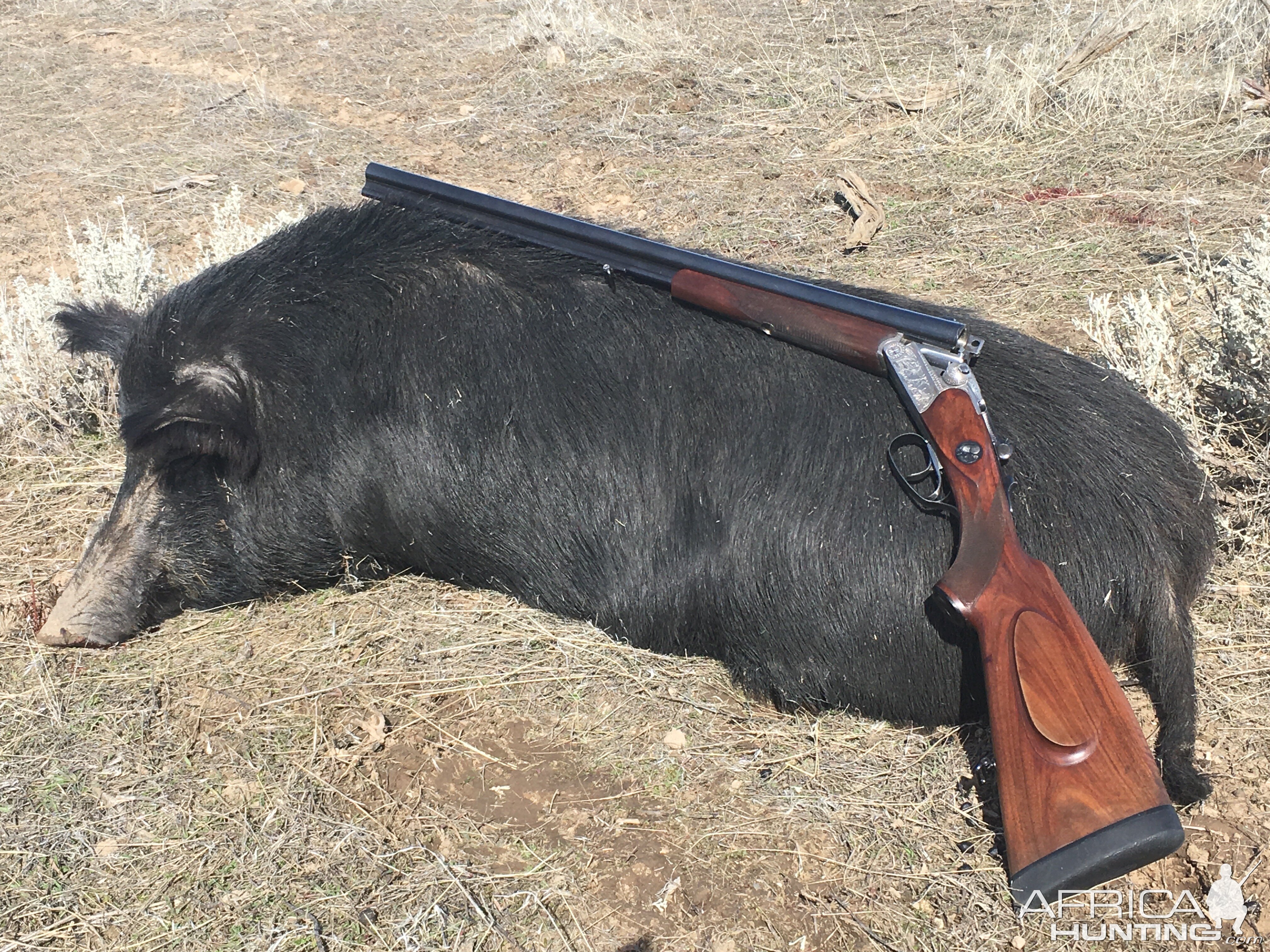 USA Hunt Boar