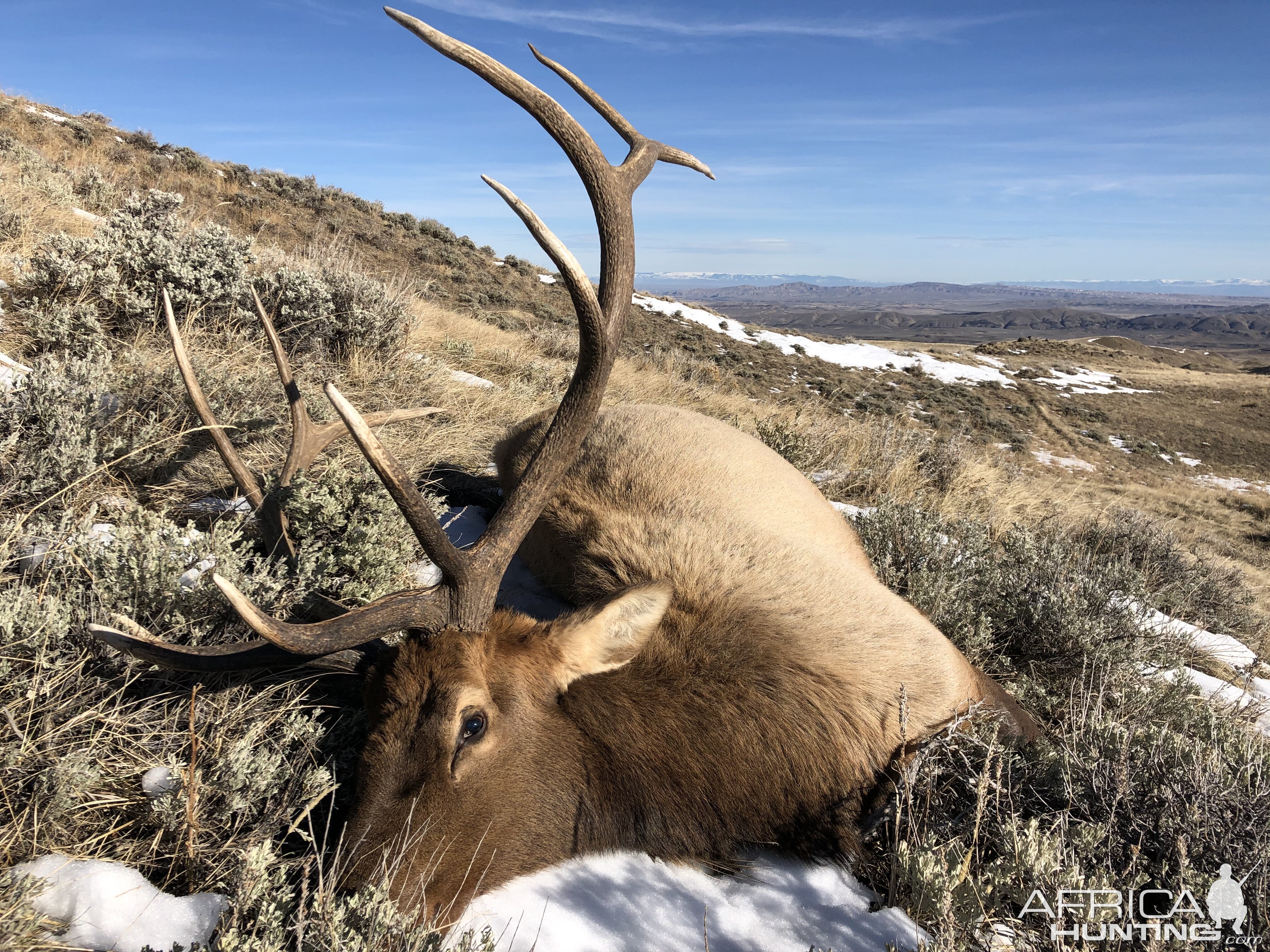 USA Hunt Elk