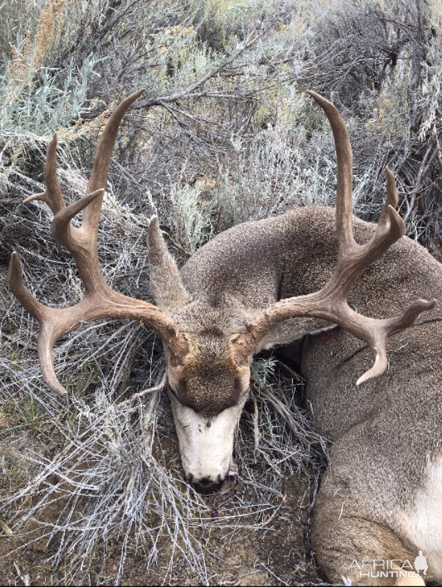 USA Hunt Mule Deer