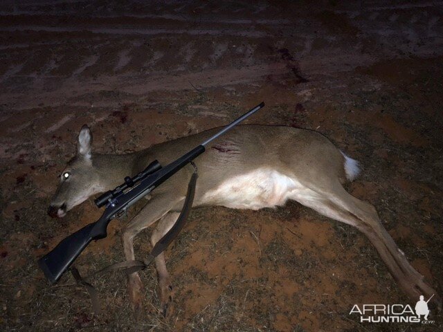 USA Hunt White-tailed Deer