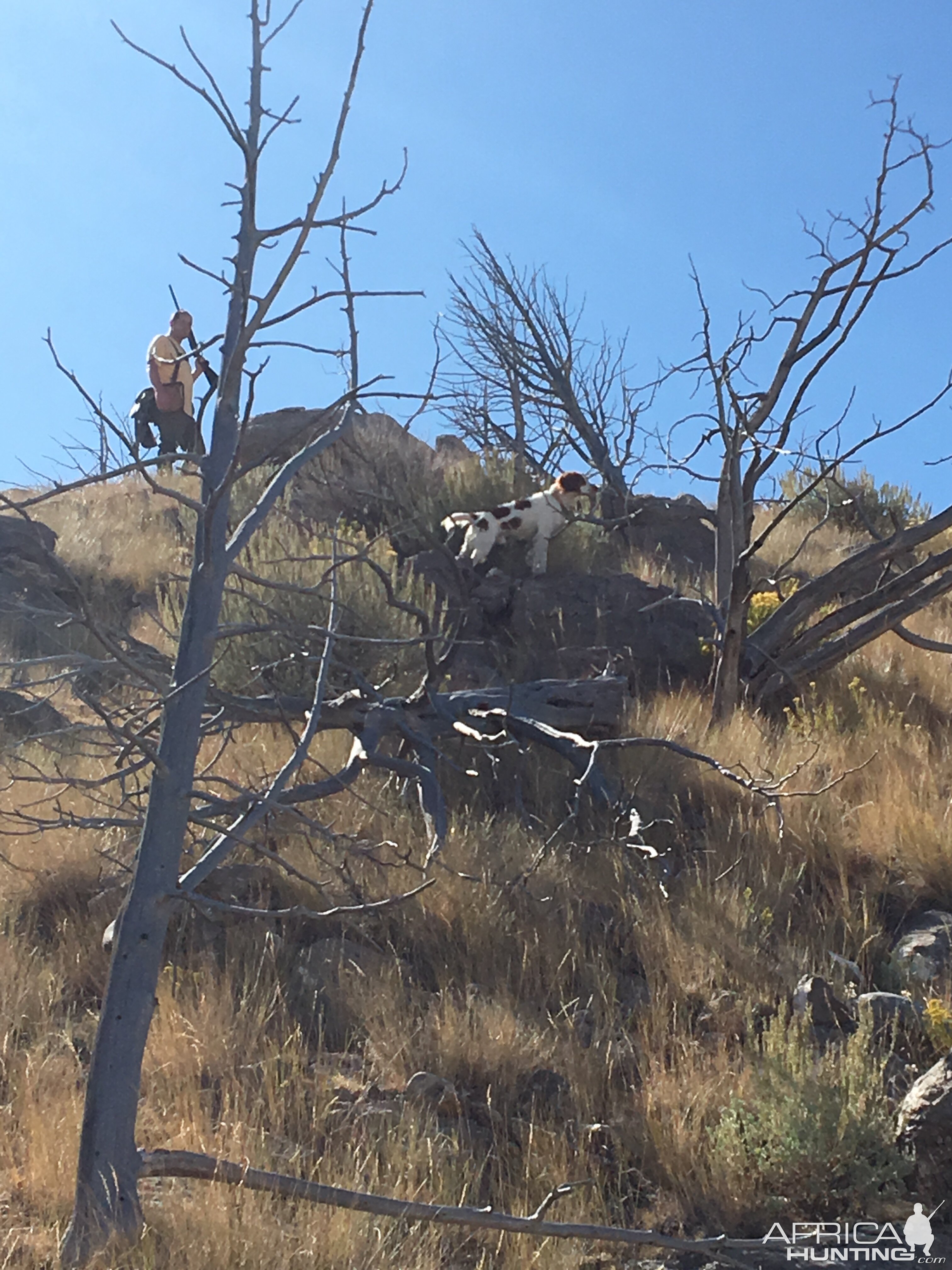 USA Hunting Chukars