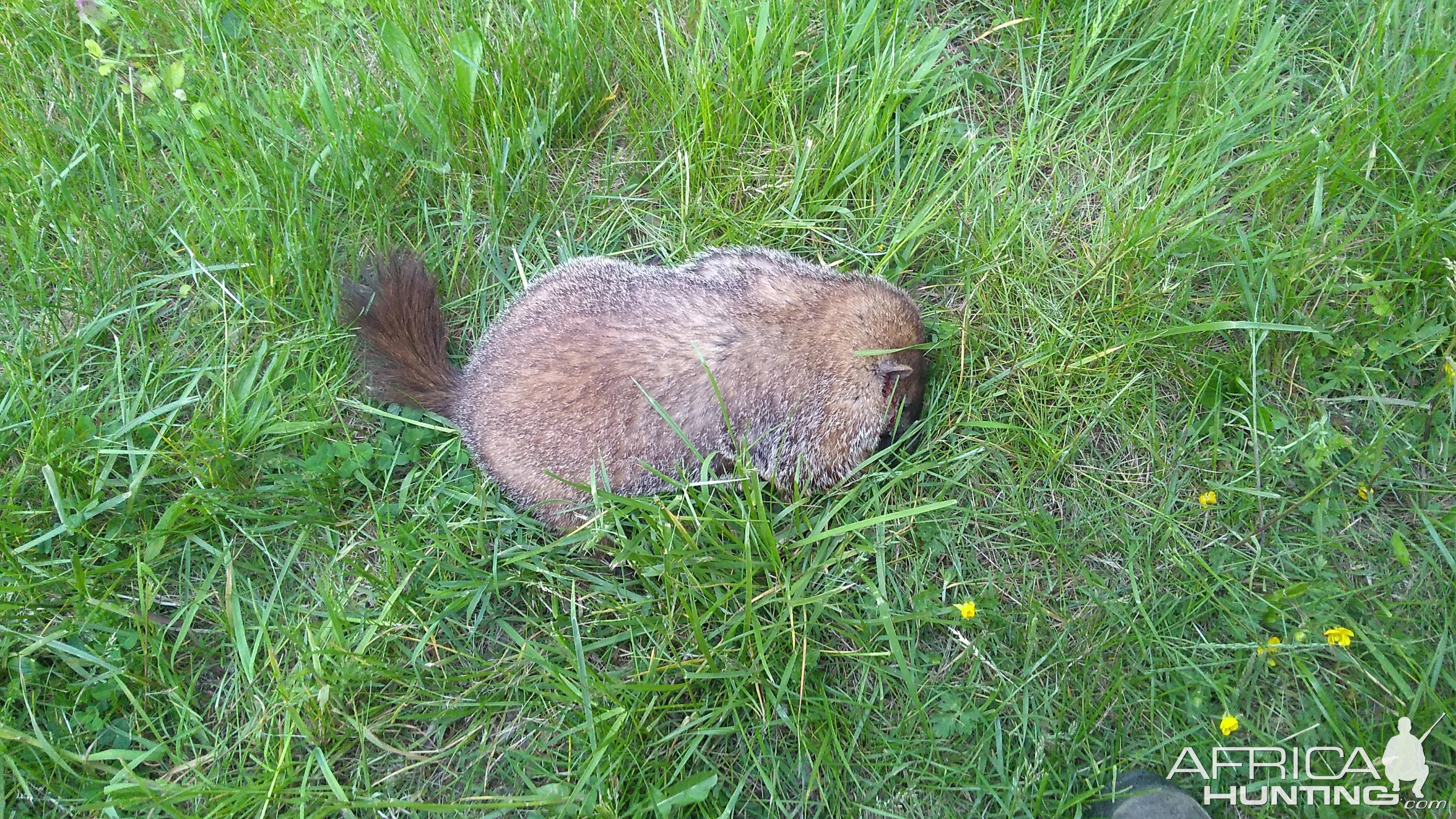 USA Hunting Groundhog