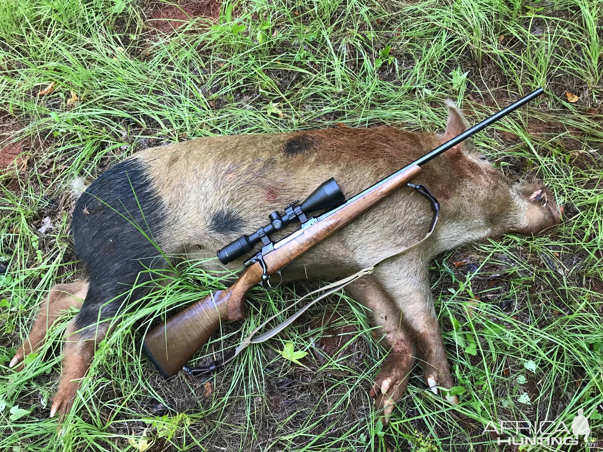 USA Hunting Hog