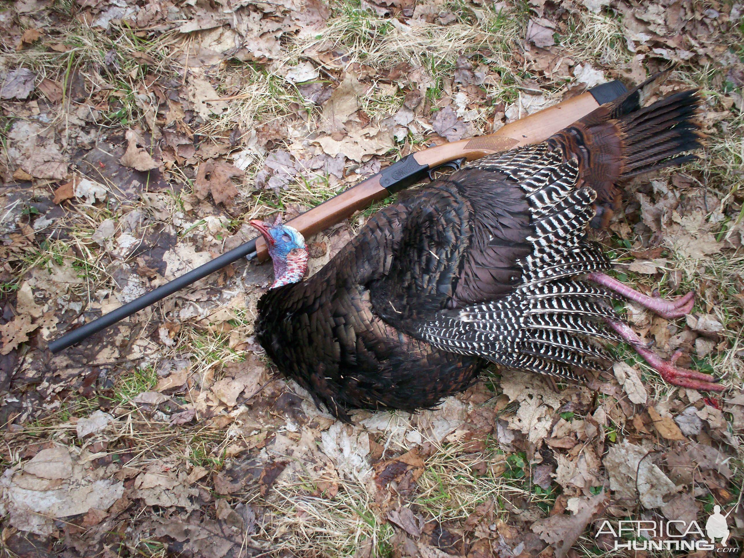 USA Hunting Turkey