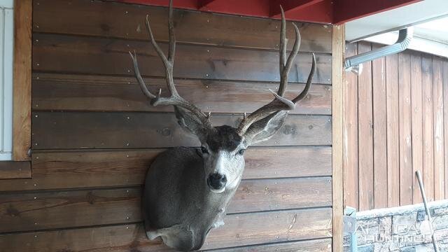 Utah Mule Deer Shoulder Mount Taxidermy