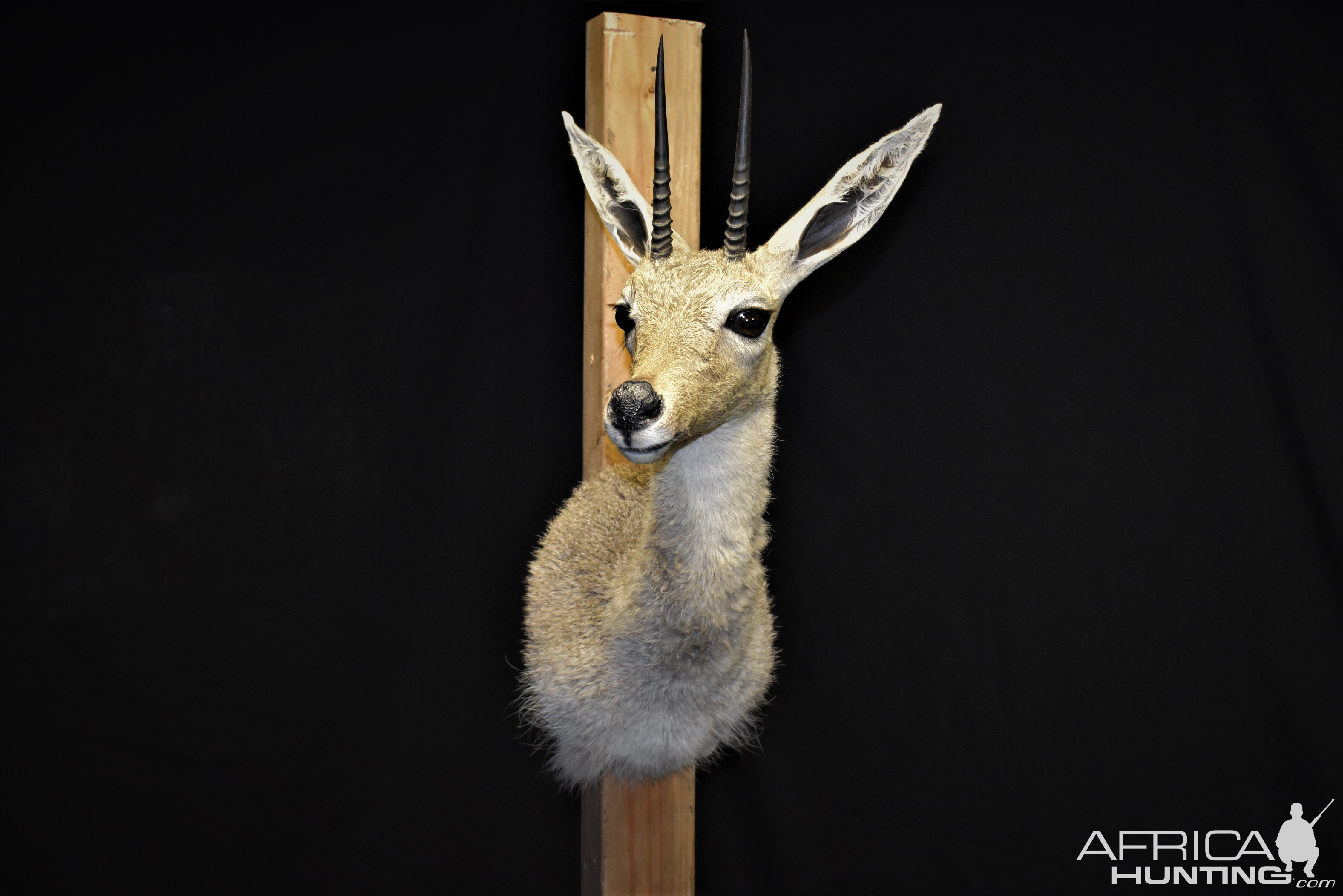 Vaal Rhebok Shoulder Mount Taxidermy