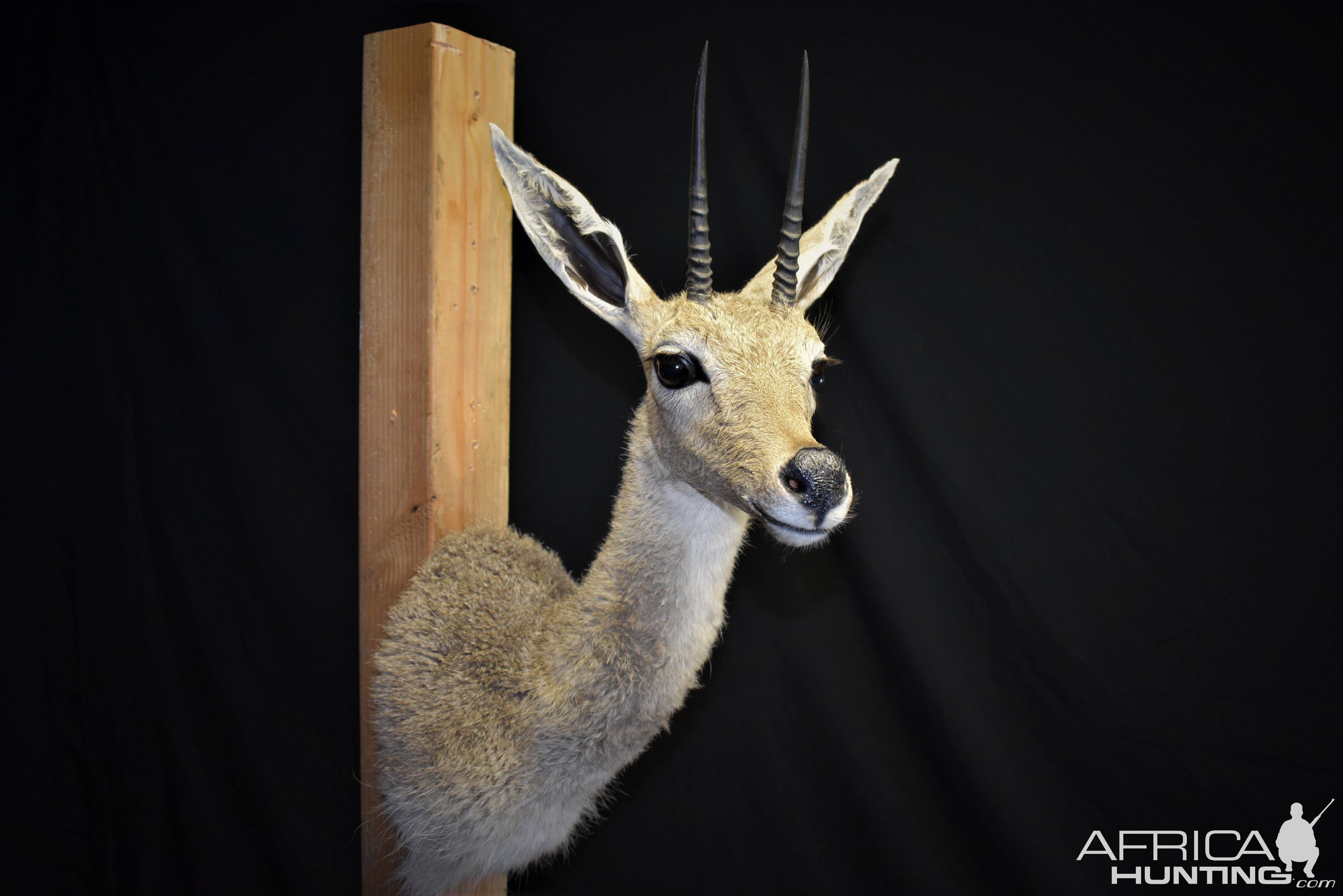 Vaal Rhebok Shoulder Mount Taxidermy