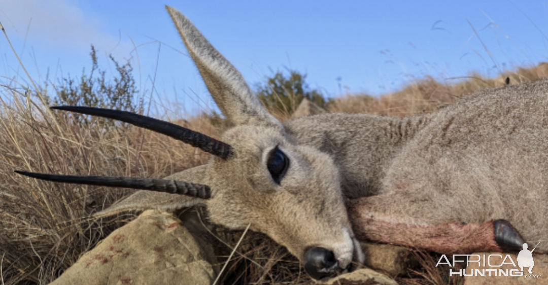 Vaal Rhebuck Hunt South Africa