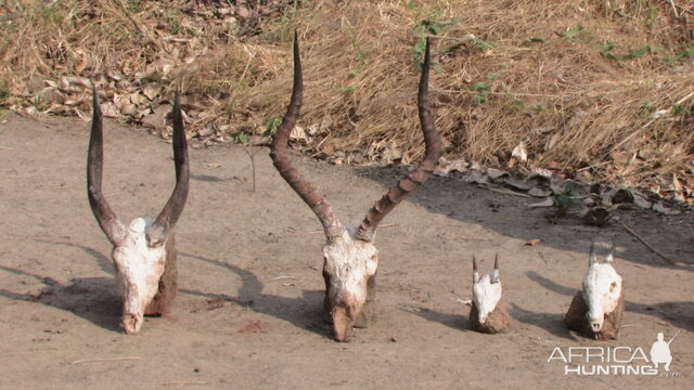 various Trophies hunted in Tanzania