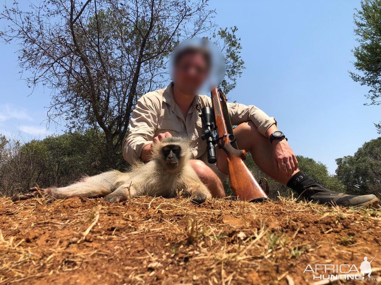 Vervet Monkey Hunt North West Province South Africa