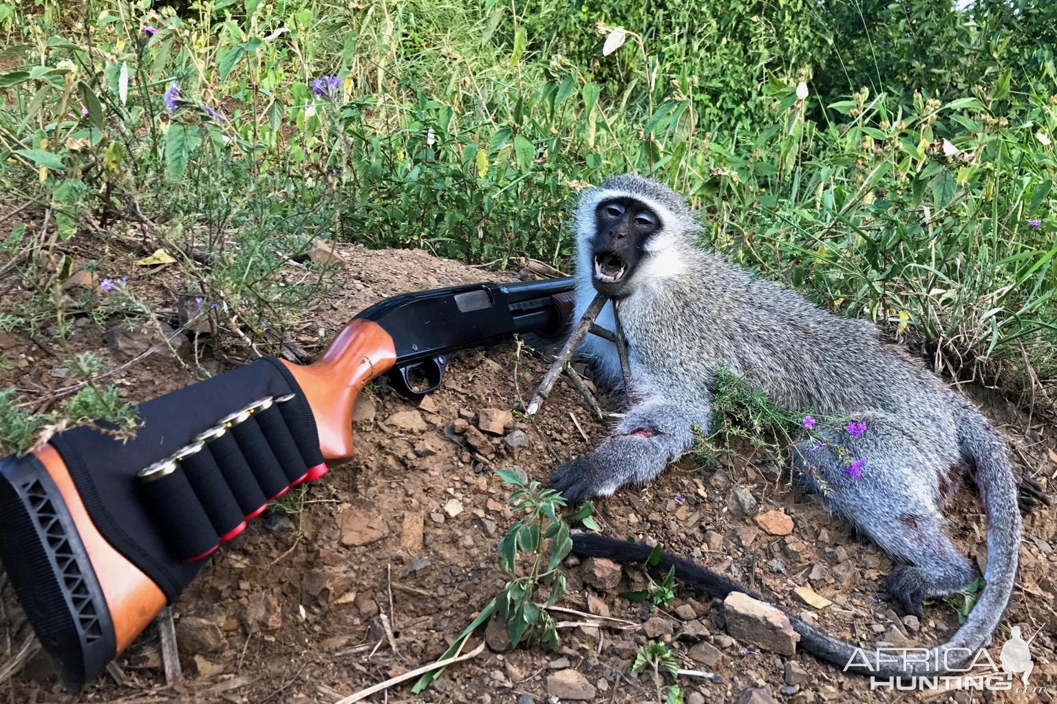 Vervet Monkey Hunt South Africa