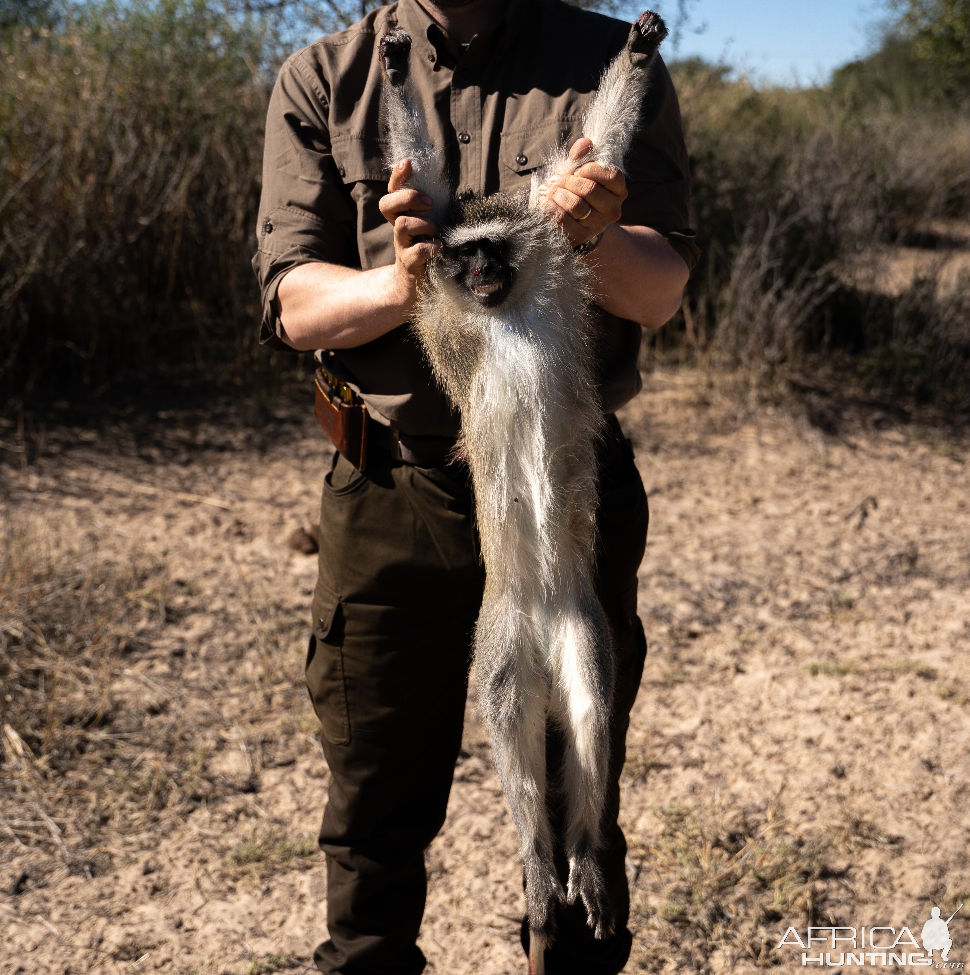 Vervet Monkey Hunting