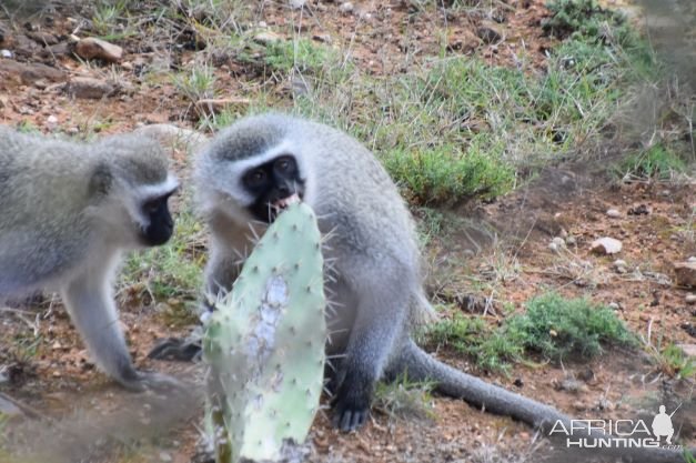 Vervet Monkey South Africa