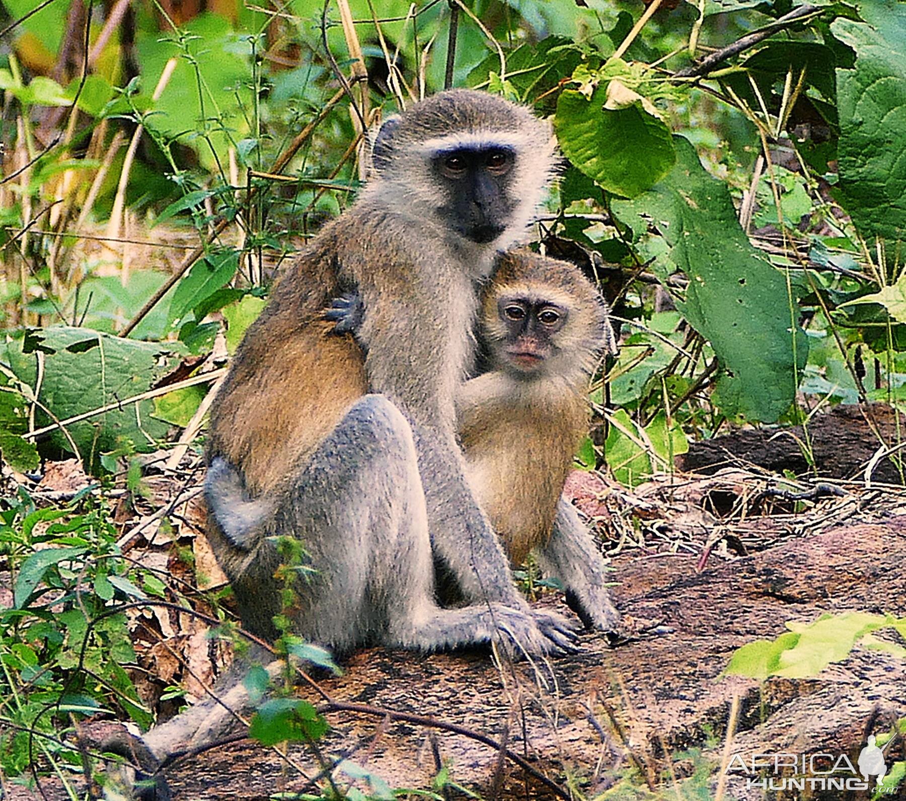 Vervet Monkey Zamibia