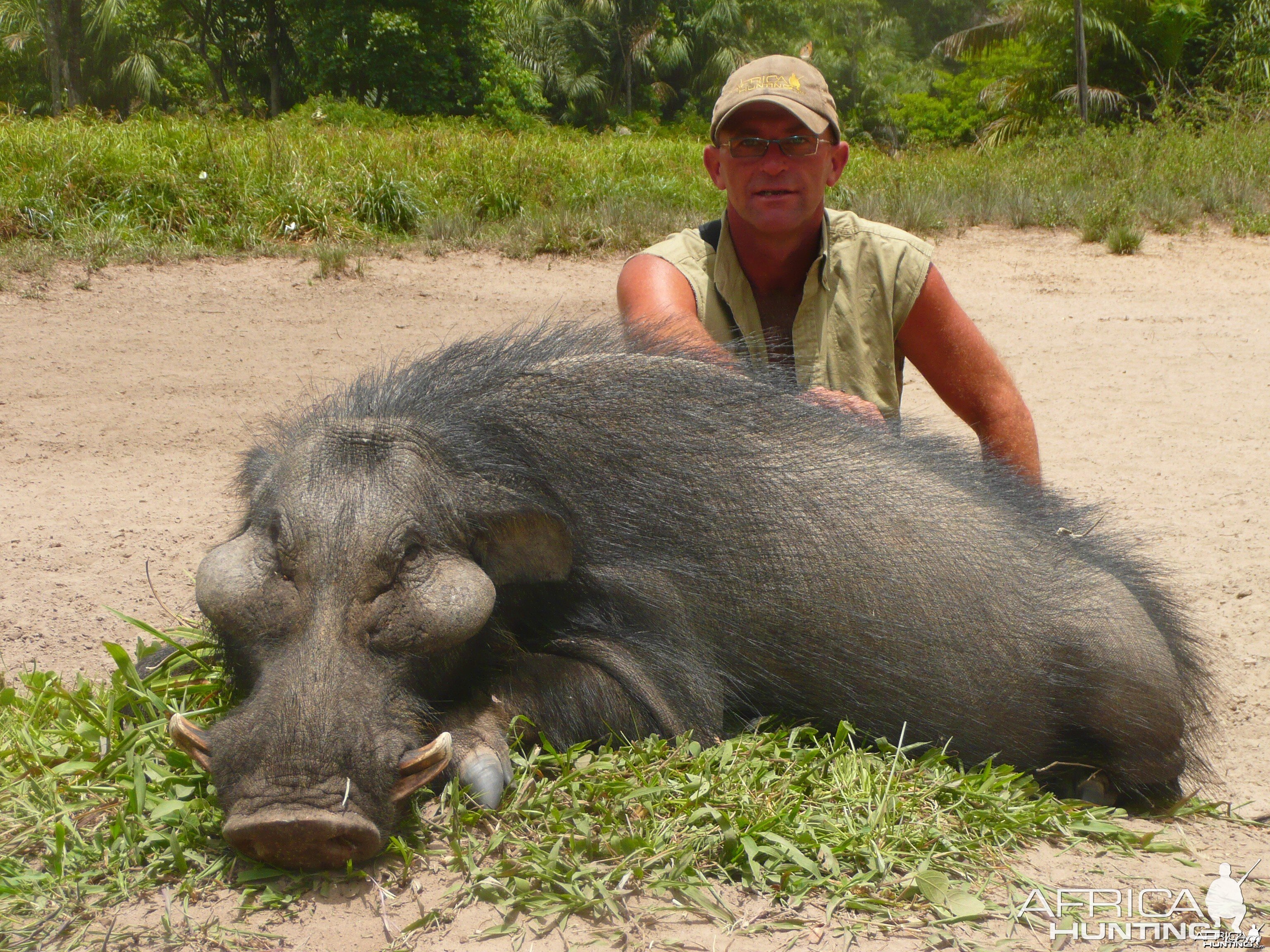 Very old giant forest hog hunted in CAR