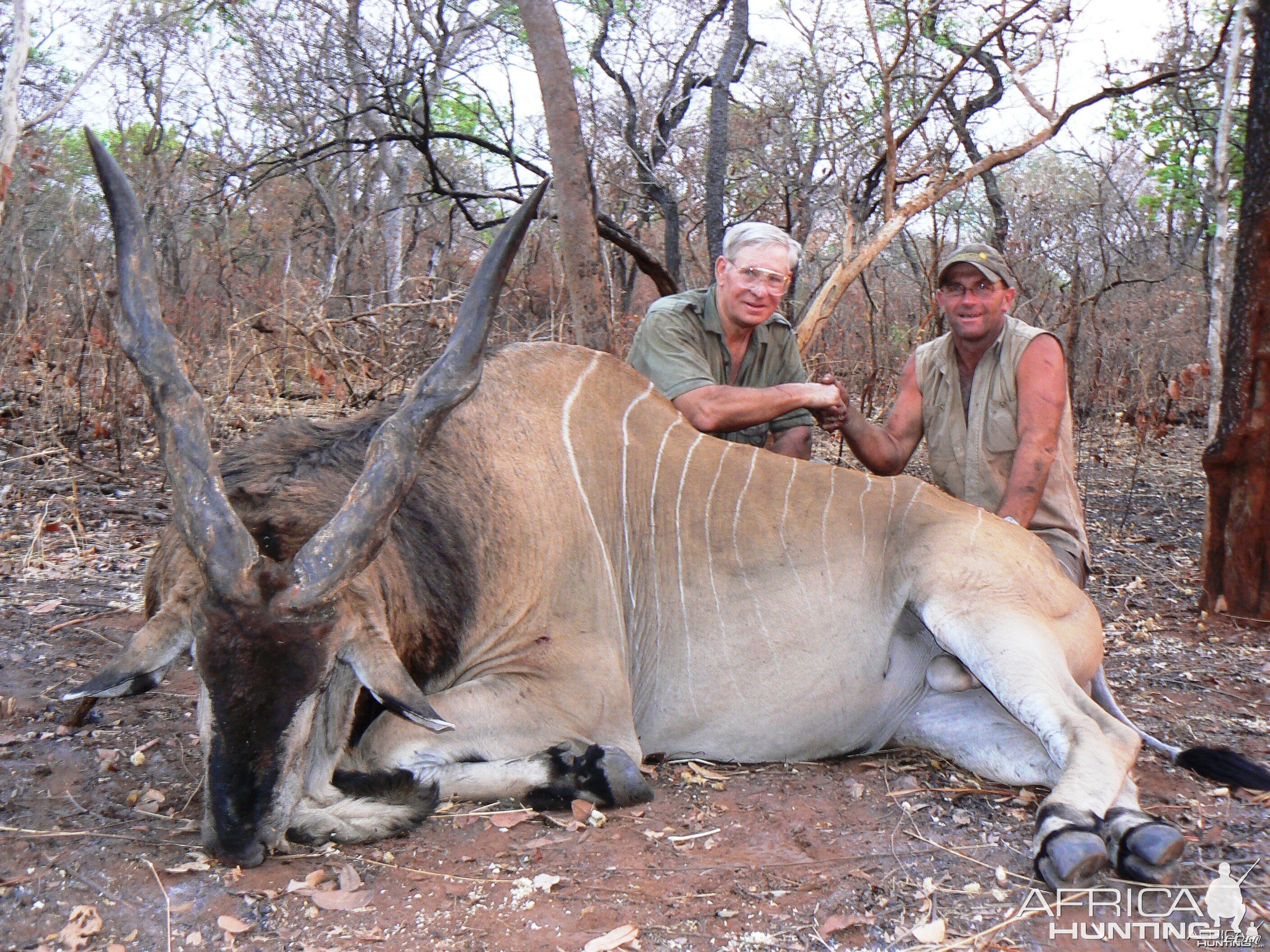 Very old, worn down Derby eland, hunted in CAR