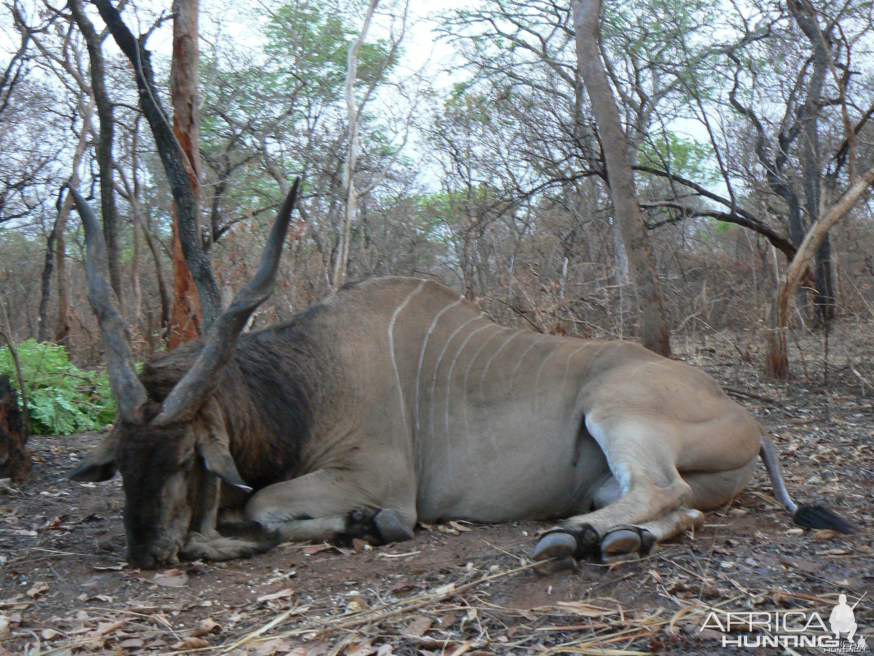 Very old, worn down Derby eland, hunted in CAR