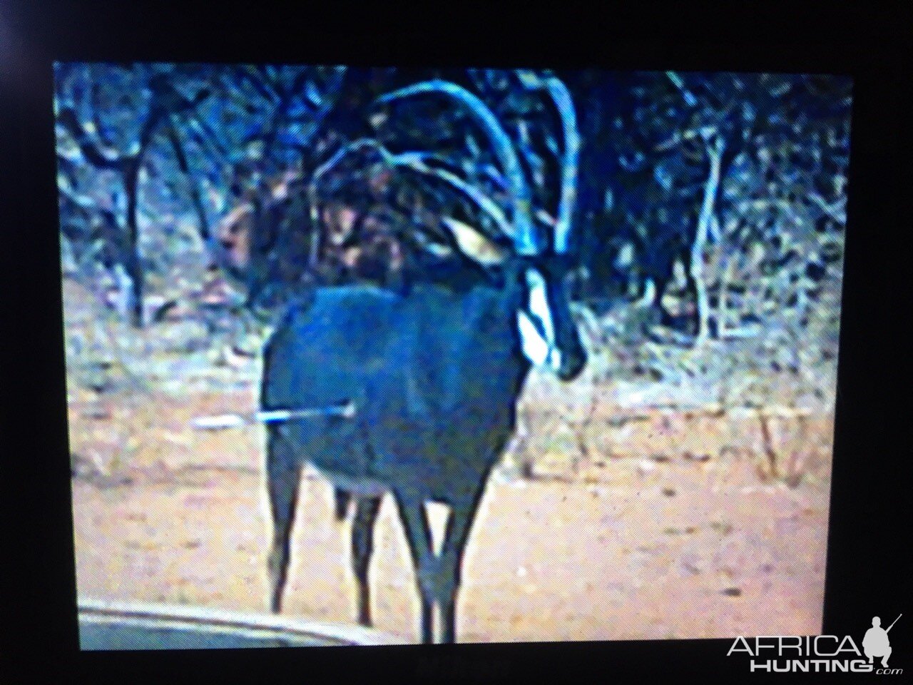 View of Bow shot on Sable Antelope