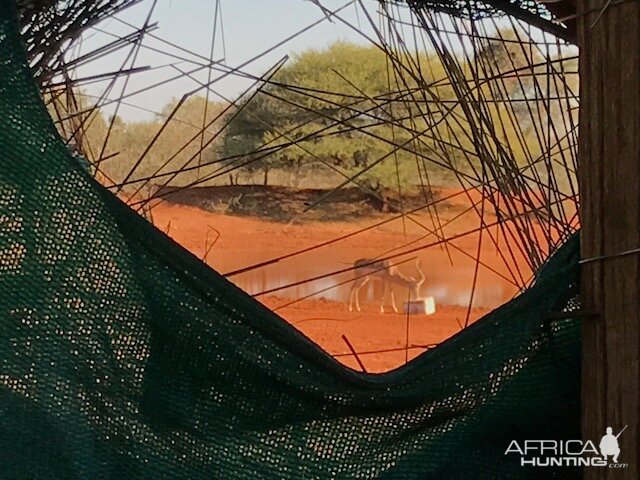 View of Impala through blind