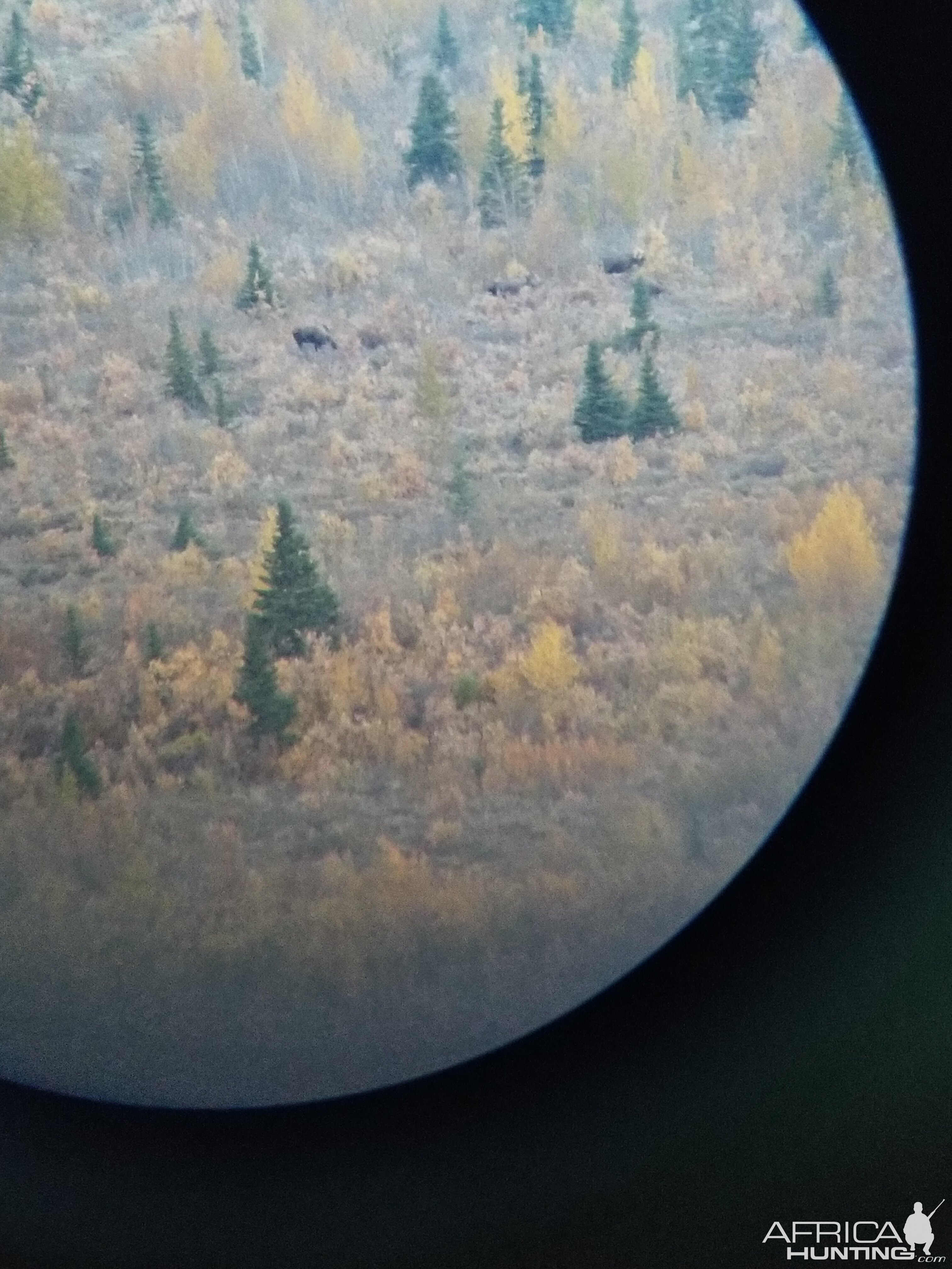 View of Moose through the scope