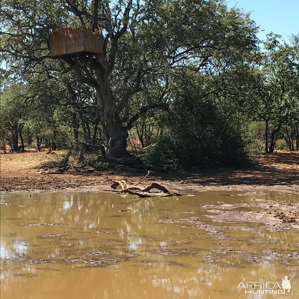 View of natural waterhole with blind in tree