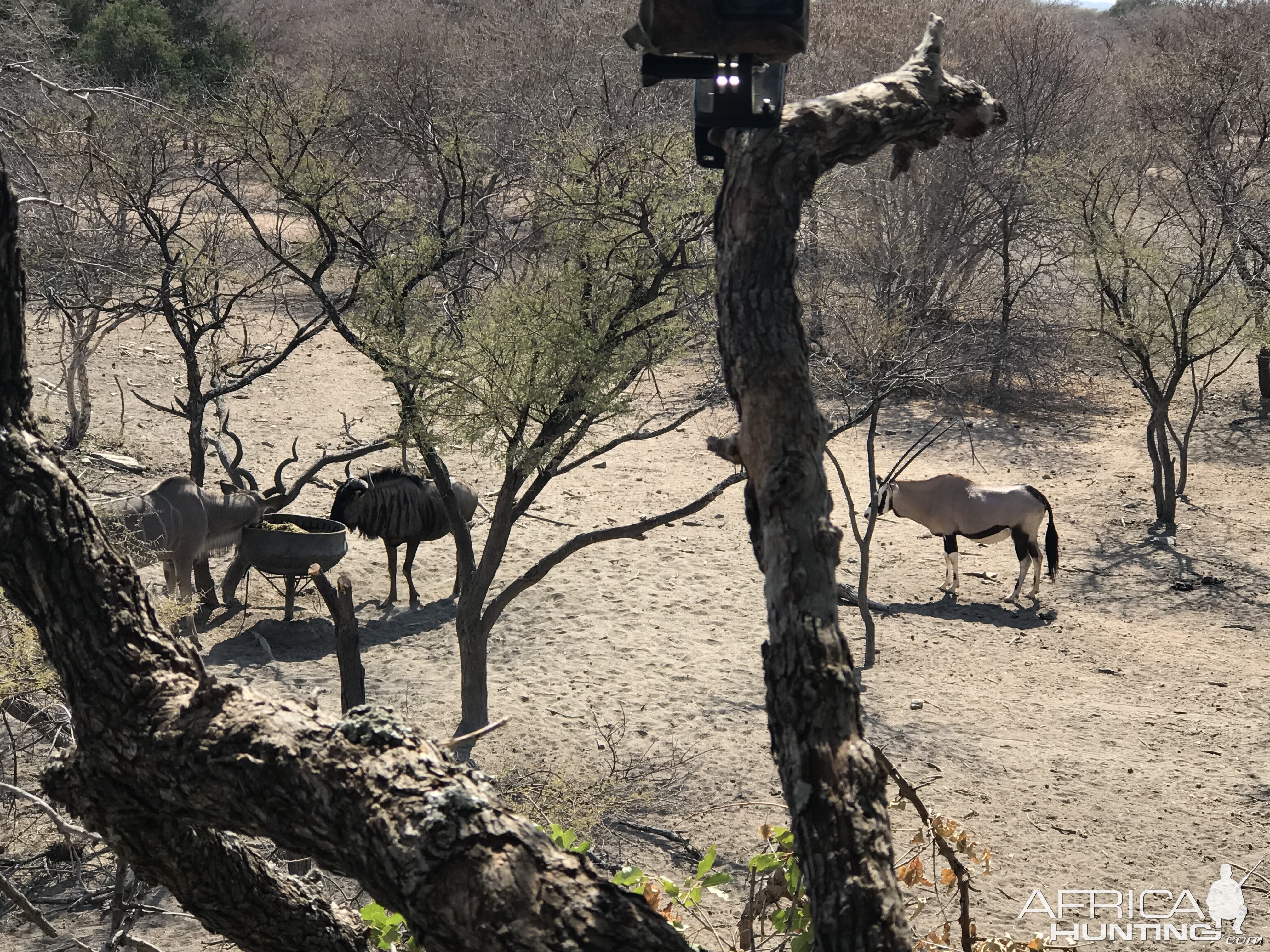 View of of animals from Hide in Tree