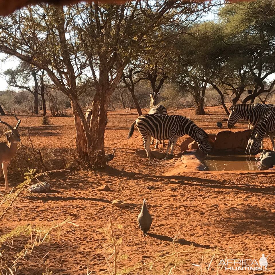 View on Burchell's Plain Zebra from blind