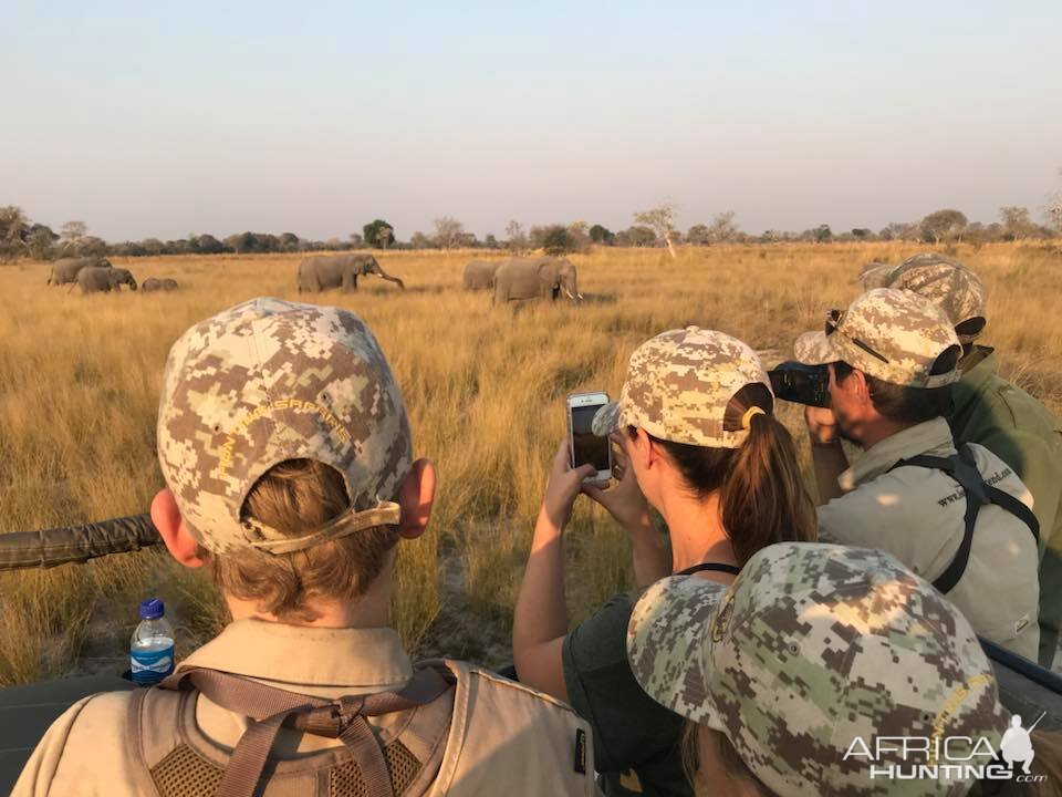 Viewing Elephant Caprivi Namibia