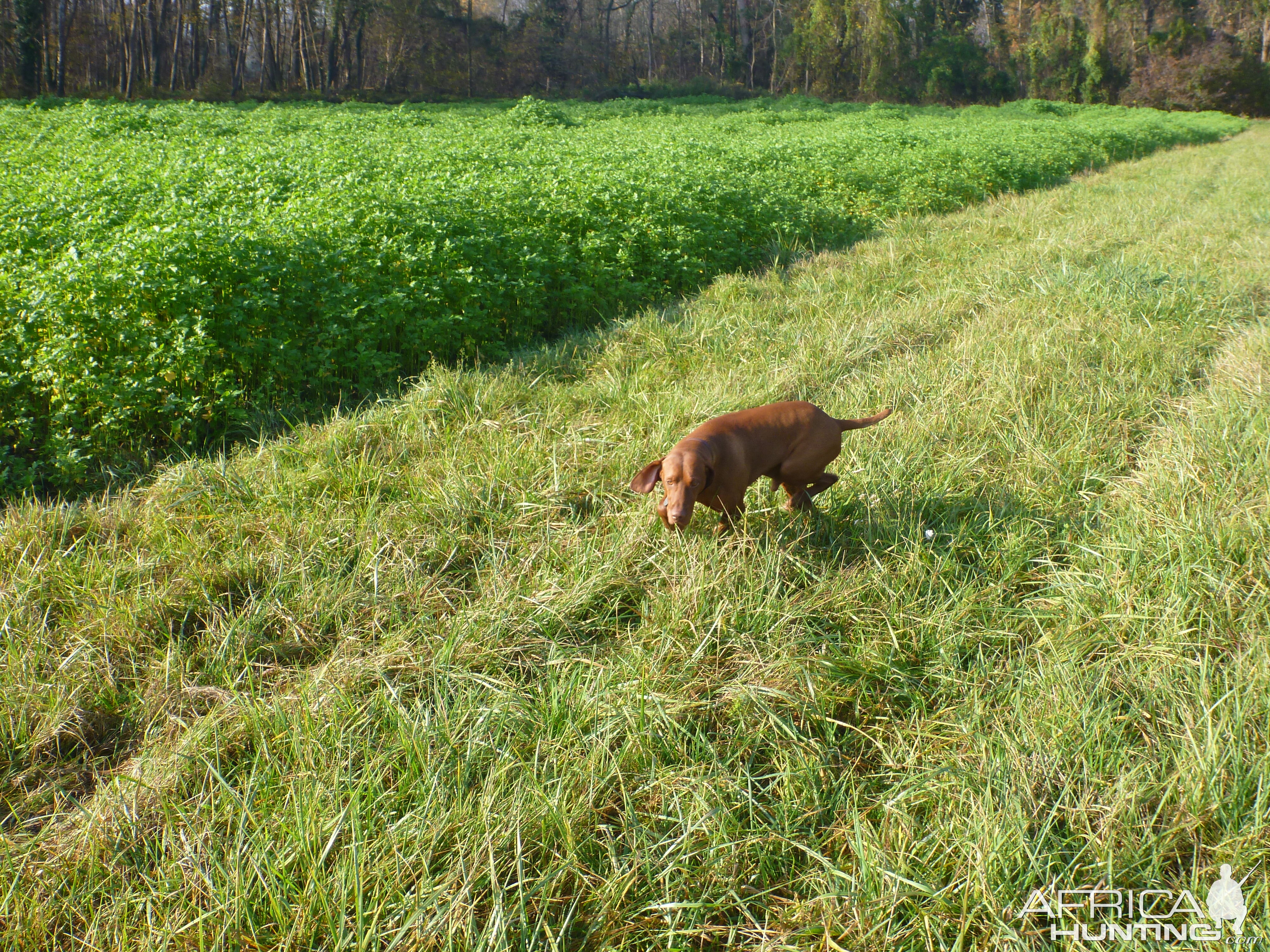 Vizsla Hunting in France