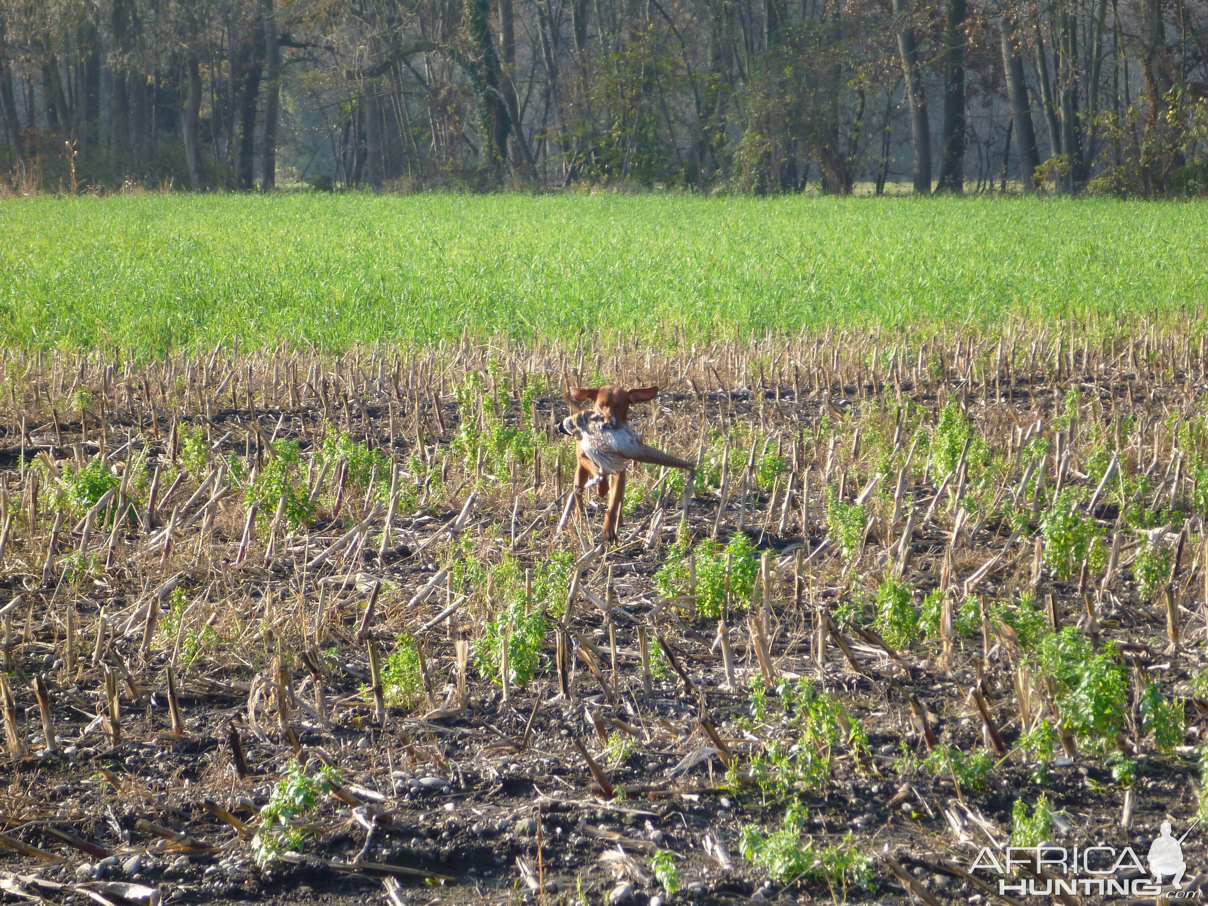 Vizsla Hunting in France